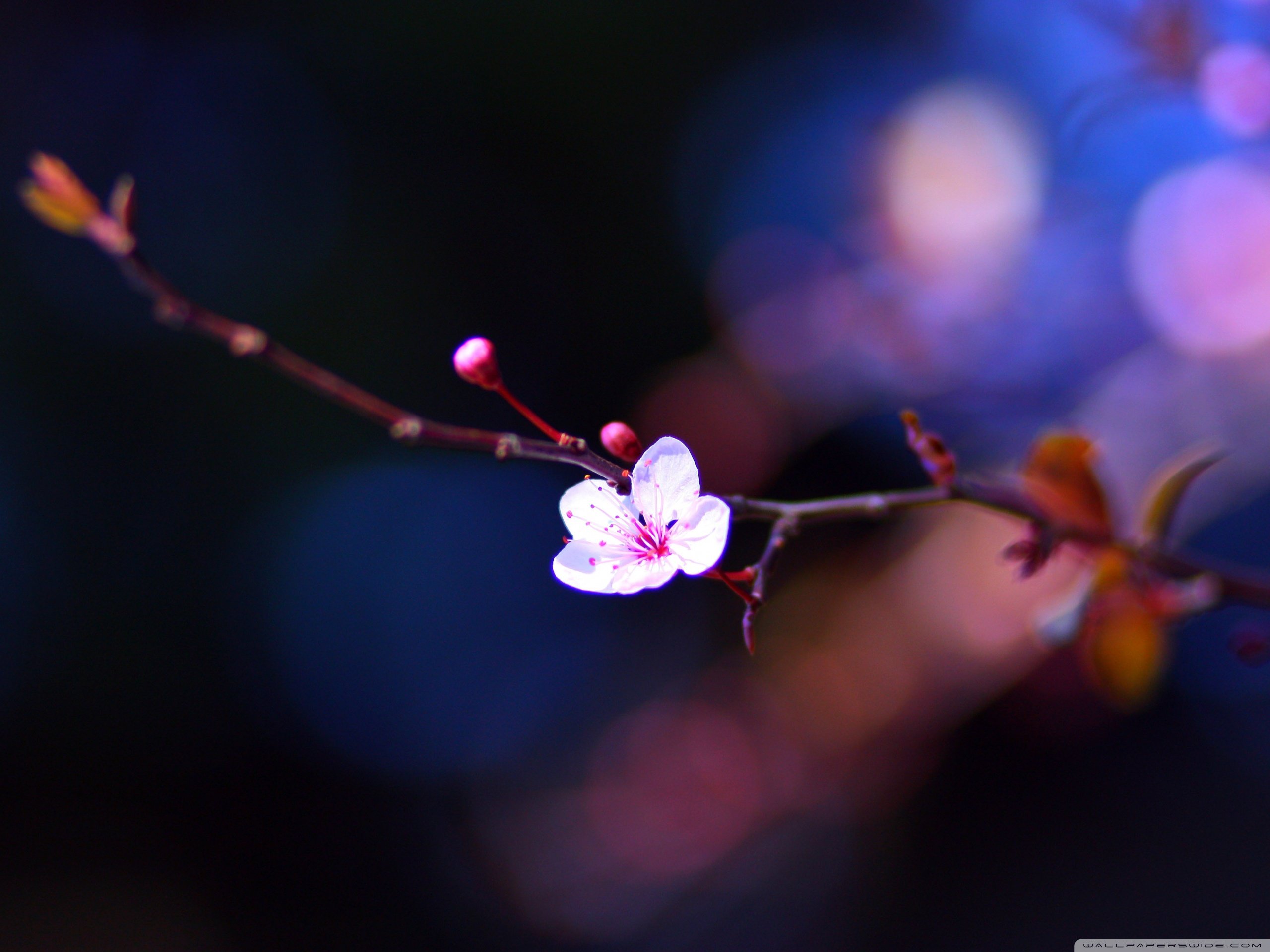 春分 春天  花 花开的声音 浪漫 清新 花朵 唯美 温暖 清新淡雅 鸟语花香