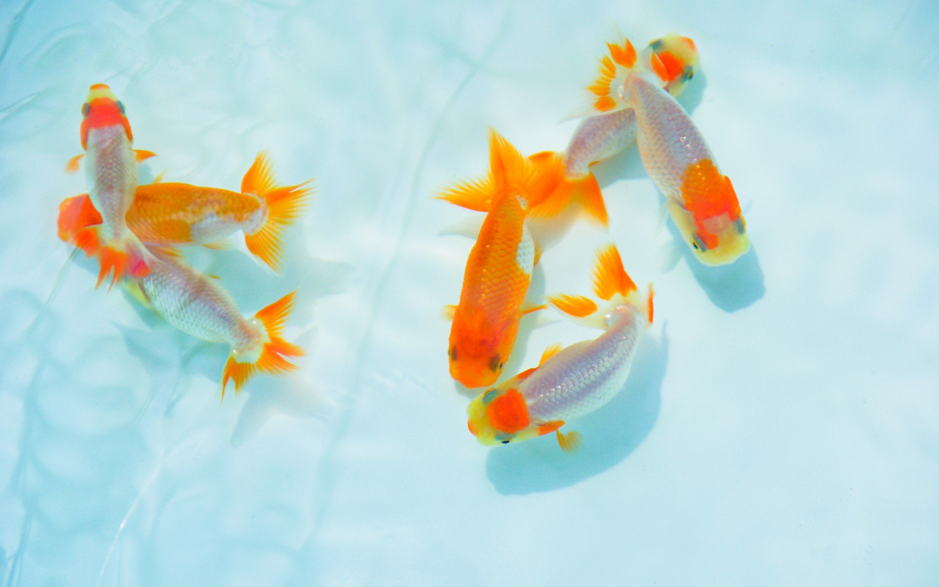 唯美 意境  金鱼 7秒的记忆