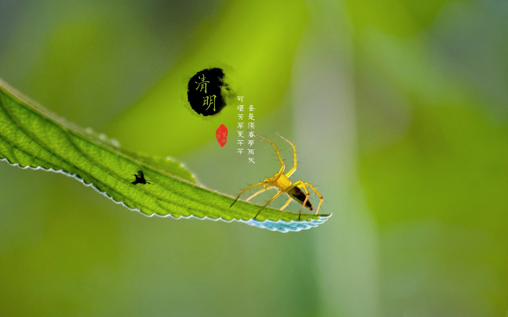 清明节 古风 古诗 诗句 意境 节气 24节气 二十四节气 @姑凉_你又瘦了