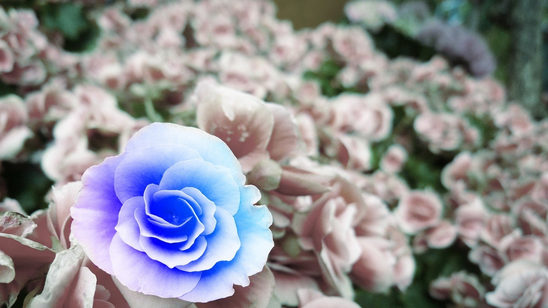 小清新 唯美  娇艳欲滴 花儿 春天 唯美 温暖 温馨一刻  清新淡雅 鸟语花香