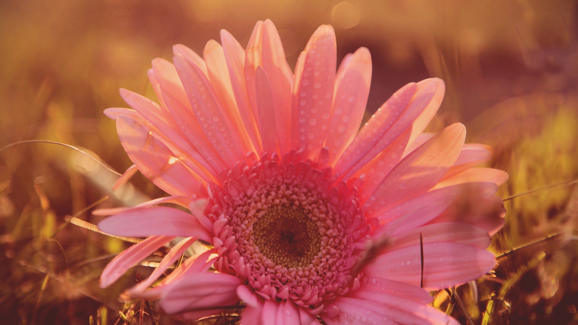 小清新 唯美  娇艳欲滴 花儿 春天 唯美 温暖 温馨一刻  清新淡雅 鸟语花香