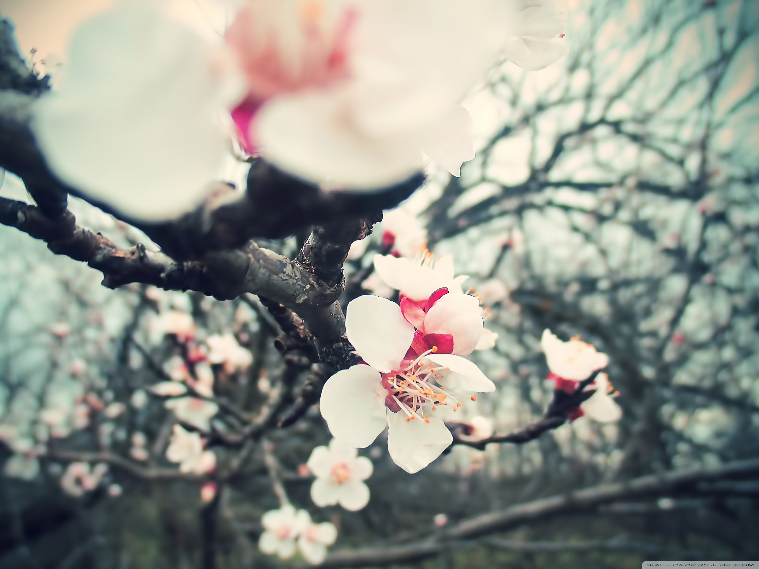 小清新 唯美  娇艳欲滴 花儿 春天 唯美 温暖 温馨一刻  清新淡雅 鸟语花香