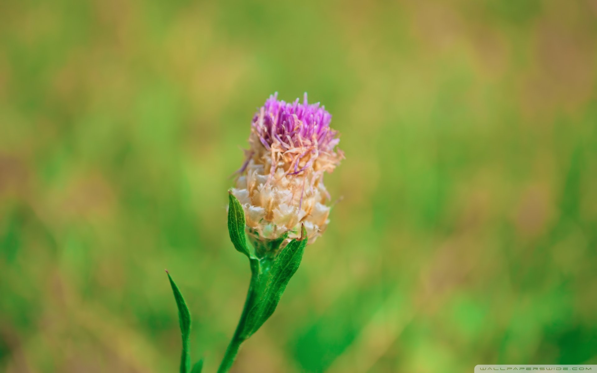 小清新 唯美  娇艳欲滴 花儿 春天 唯美 温暖 温馨一刻  清新淡雅 鸟语花香
