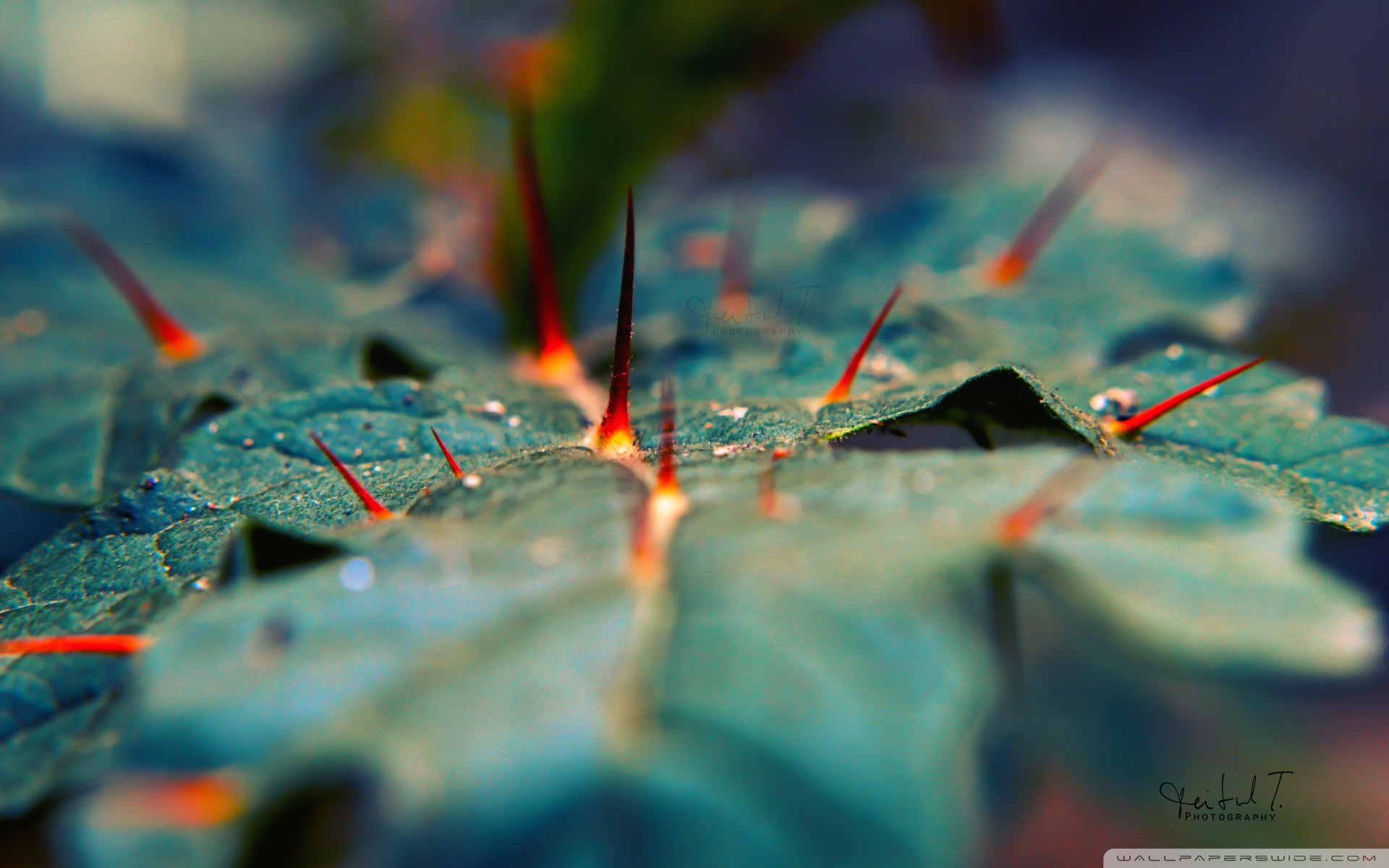 小清新 唯美  娇艳欲滴 花儿 春天 唯美 温暖 温馨一刻  清新淡雅 鸟语花香