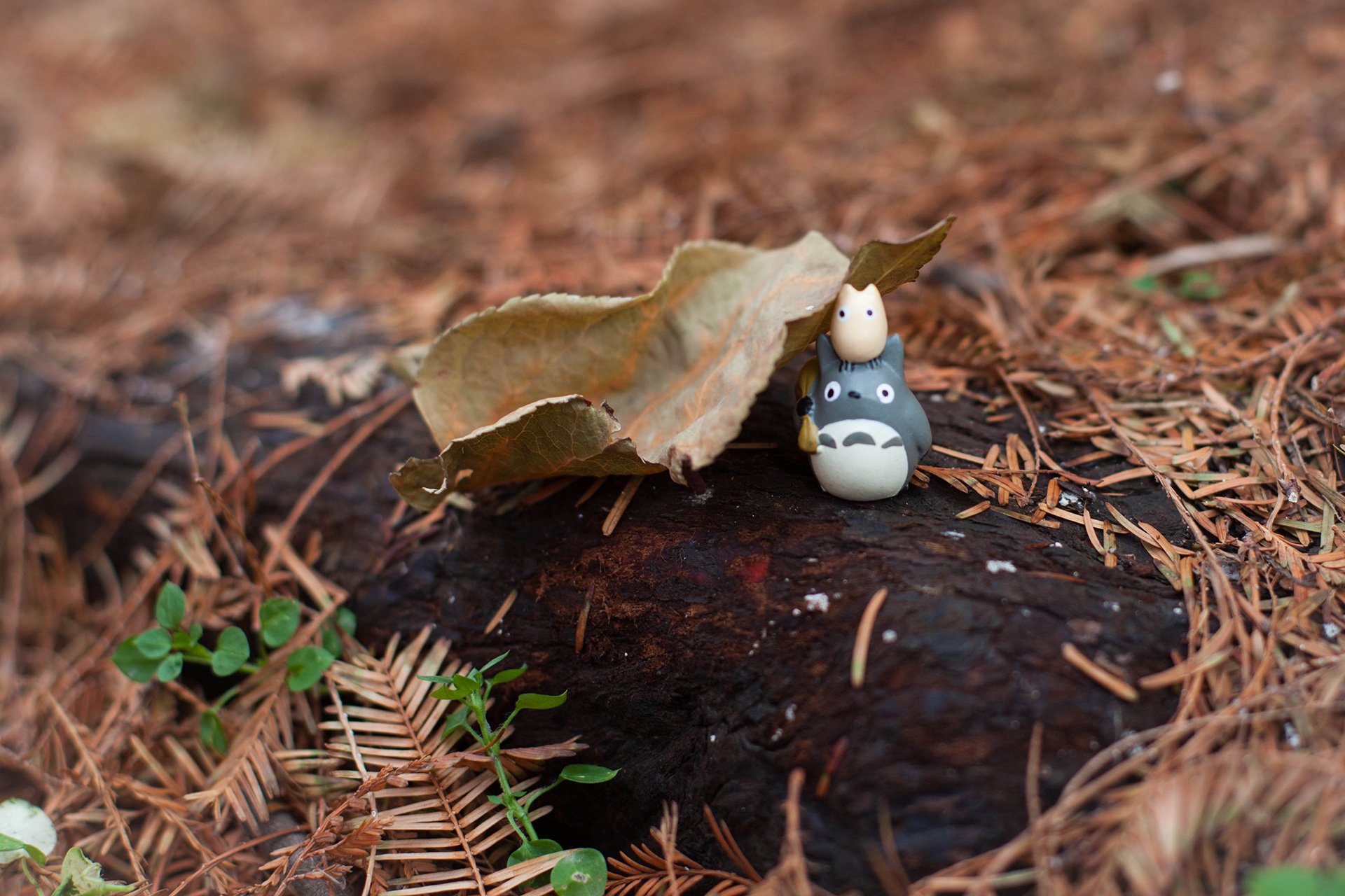 小清新 唯美 温暖 温馨一刻 静物写真 龙猫