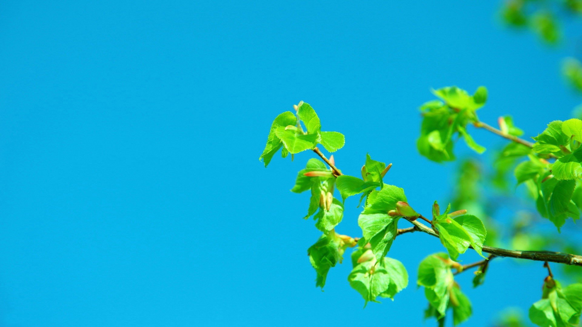 小清新 风景 自然风光 绿色植物 绿色养眼 春天 唯美 安静