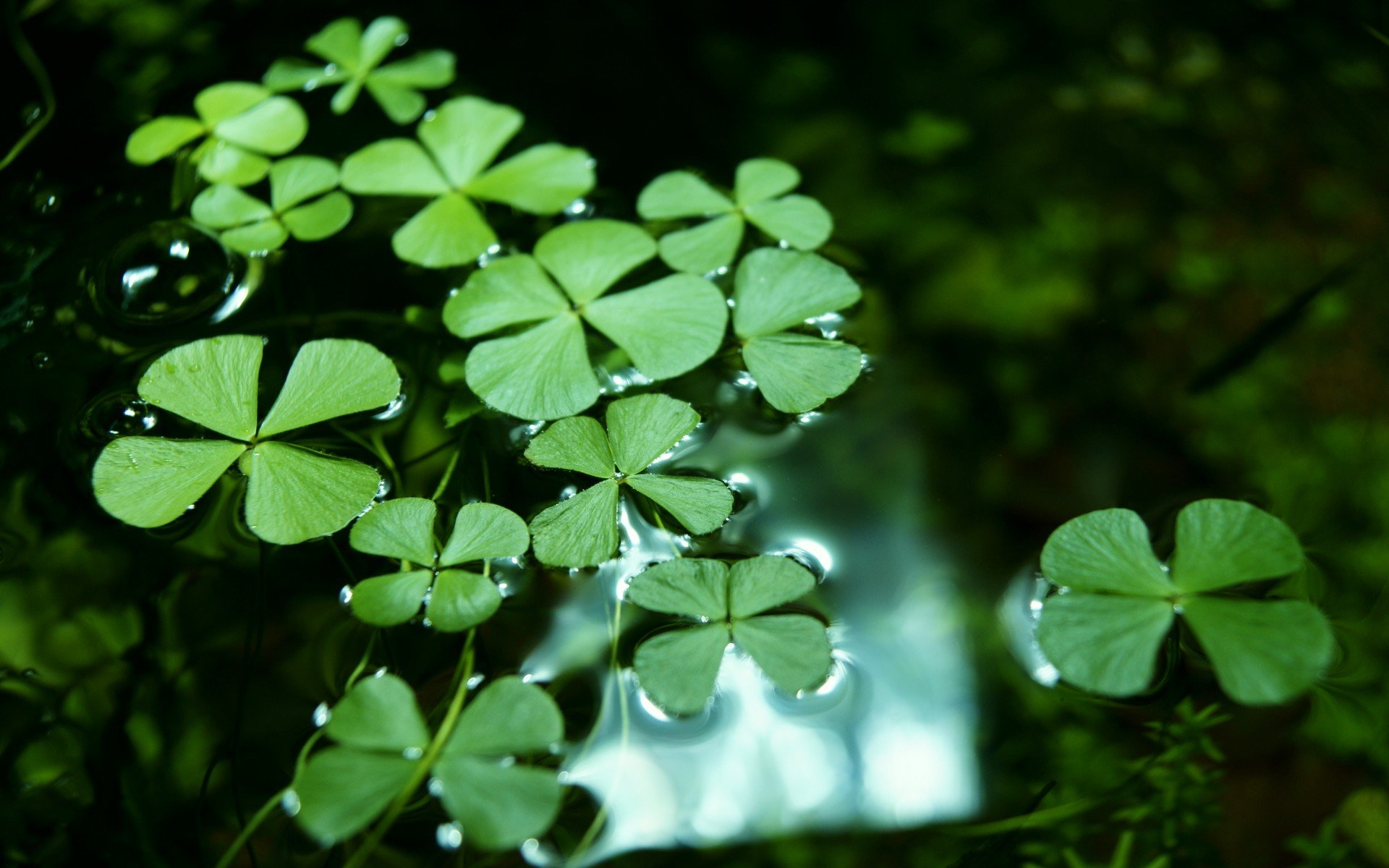 小清新 风景 自然风光 绿色植物 绿色养眼 春天 唯美 安静