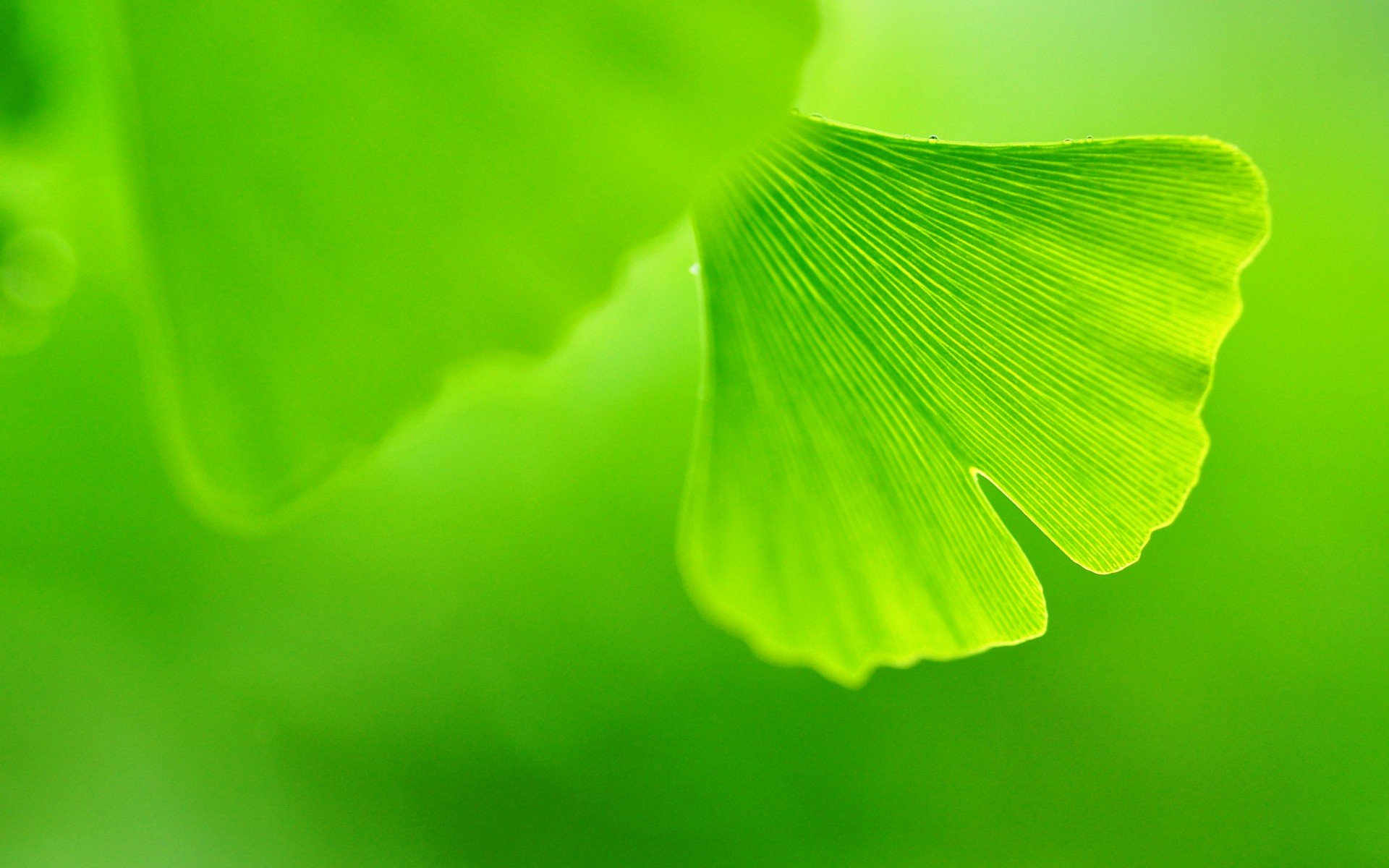 小清新 风景 自然风光 绿色植物 绿色养眼 春天 唯美 安静