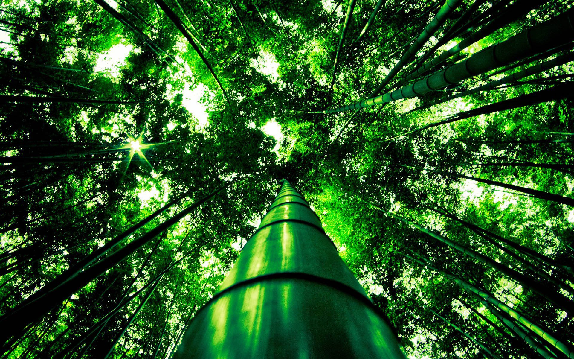 小清新 风景 自然风光 绿色植物 绿色养眼 春天 唯美 安静