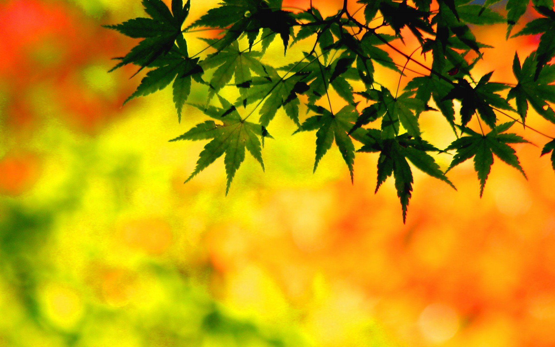 小清新 风景 自然风光 绿色植物 绿色养眼 春天 唯美 安静