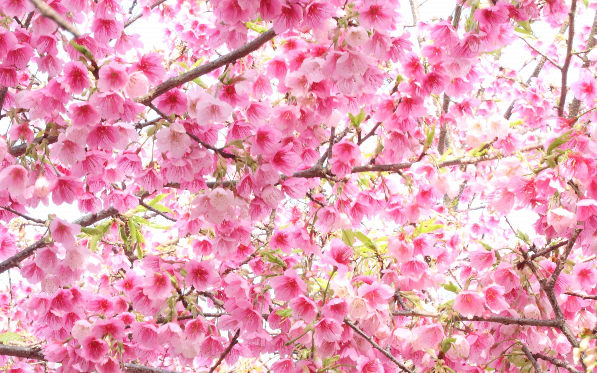 小清新 唯美  娇艳欲滴 花儿 春天 唯美 温暖 温馨一刻  清新淡雅 鸟语花香