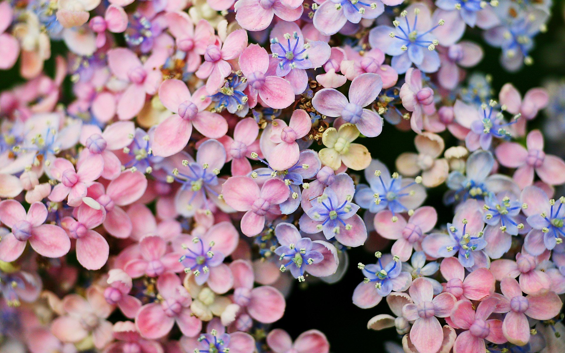 小清新 唯美  娇艳欲滴 花儿 春天 唯美 温暖 温馨一刻  清新淡雅 鸟语花香