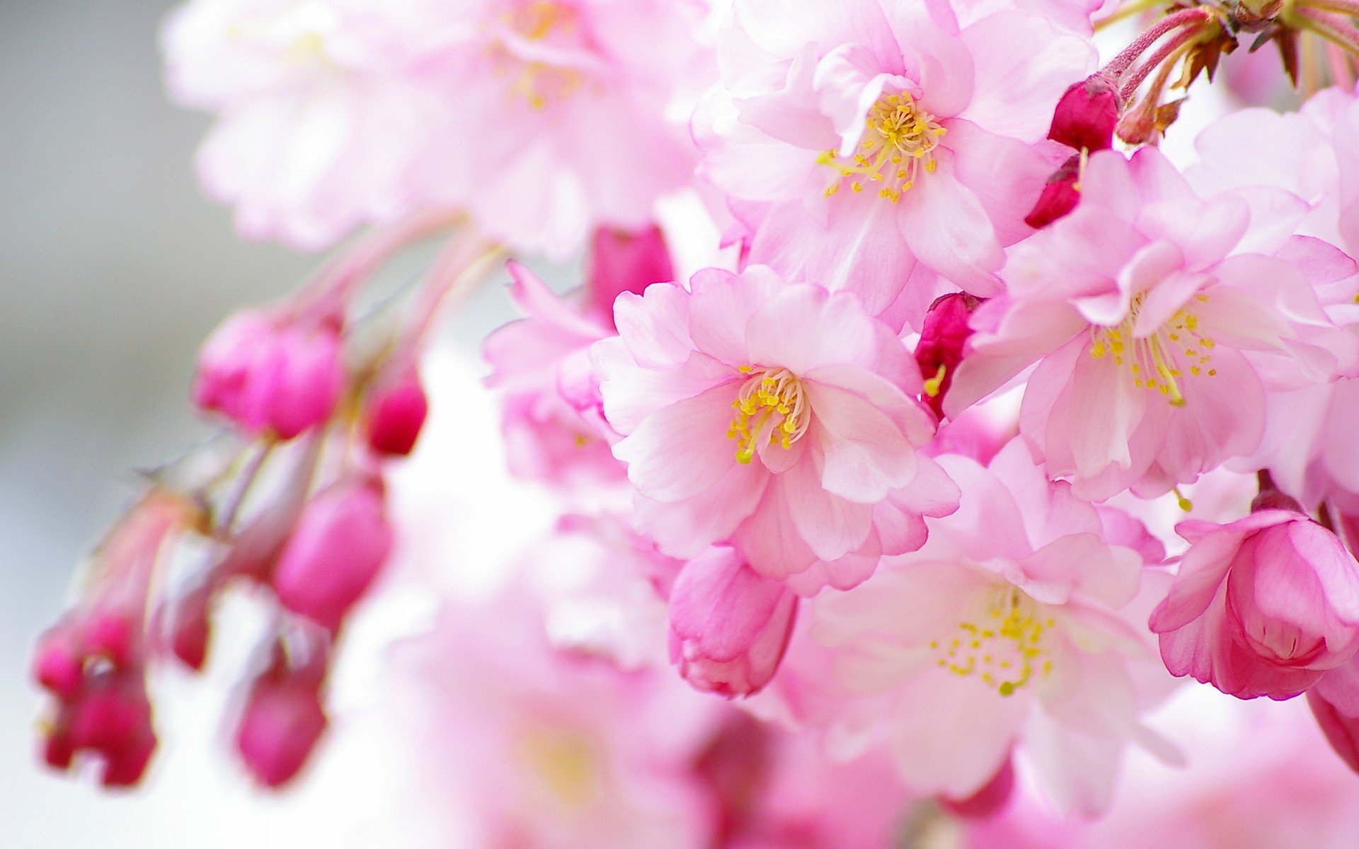 小清新 唯美  娇艳欲滴 花儿 春天 唯美 温暖 温馨一刻  清新淡雅 鸟语花香