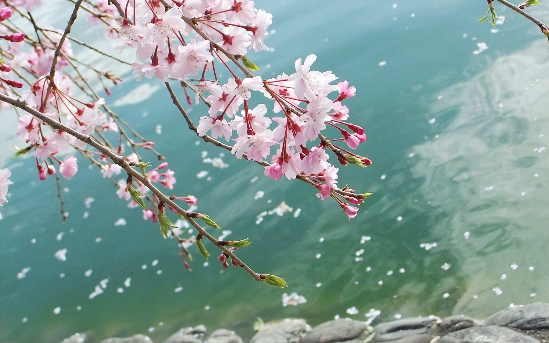 小清新 唯美  娇艳欲滴 花儿 春天 唯美 温暖 温馨一刻  清新淡雅 鸟语花香