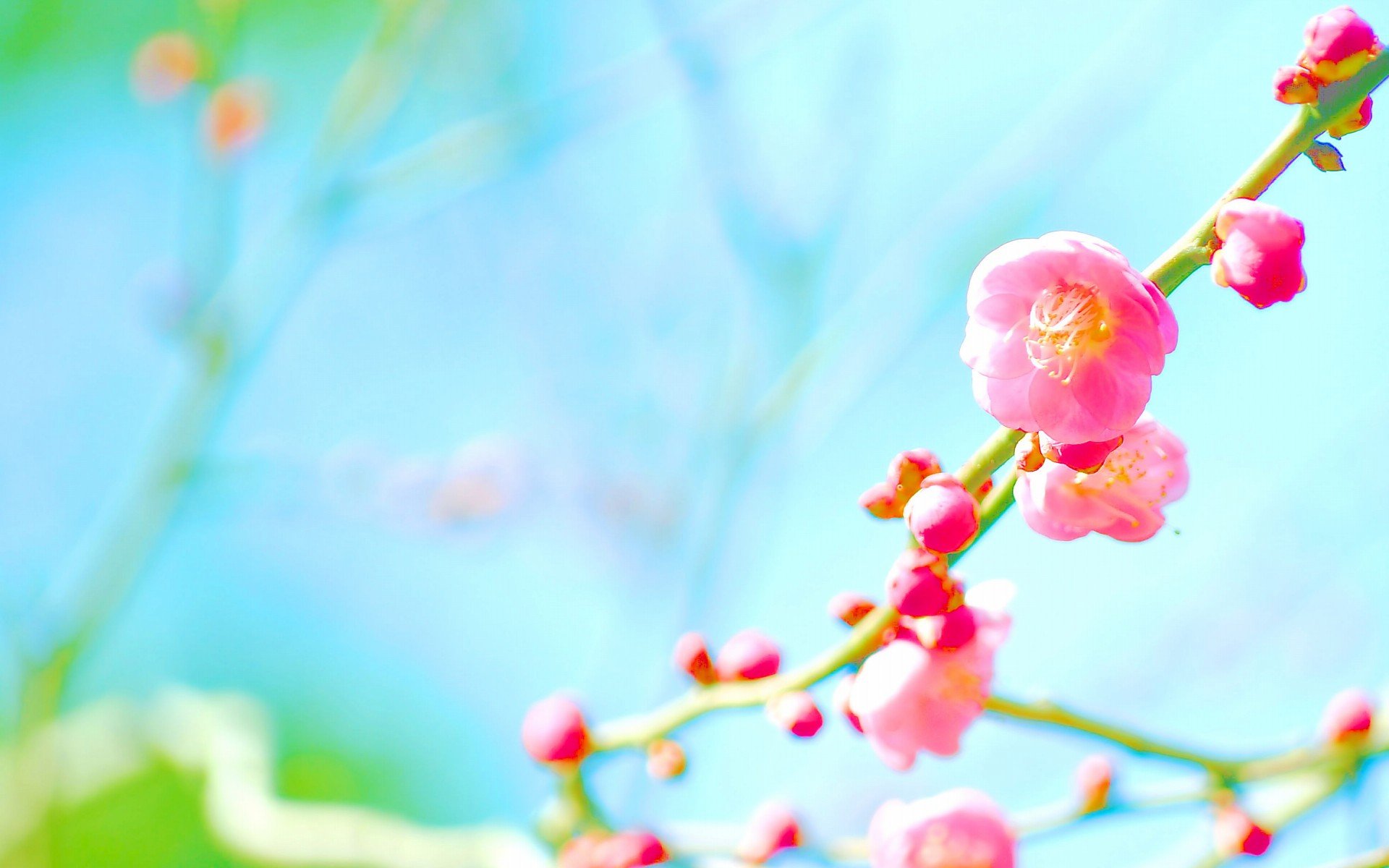 小清新 唯美  娇艳欲滴 花儿 春天 唯美 温暖 温馨一刻  清新淡雅 鸟语花香