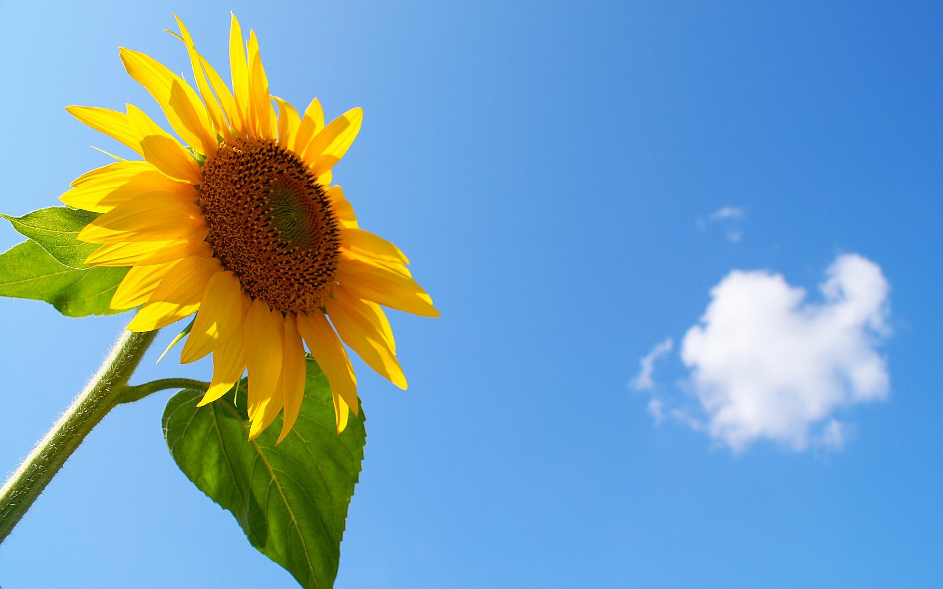 小清新 唯美  娇艳欲滴 花儿 春天 唯美 温暖 温馨一刻  清新淡雅 鸟语花香