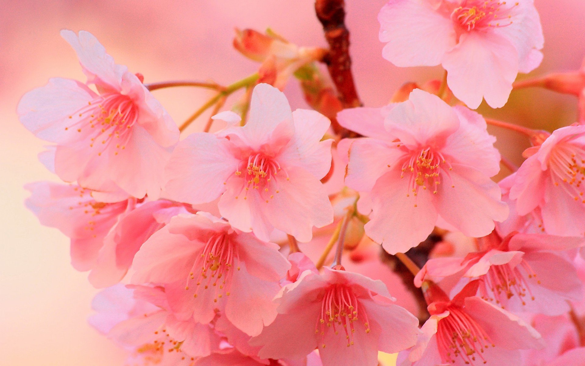小清新 唯美  娇艳欲滴 花儿 春天 唯美 温暖 温馨一刻  清新淡雅 鸟语花香