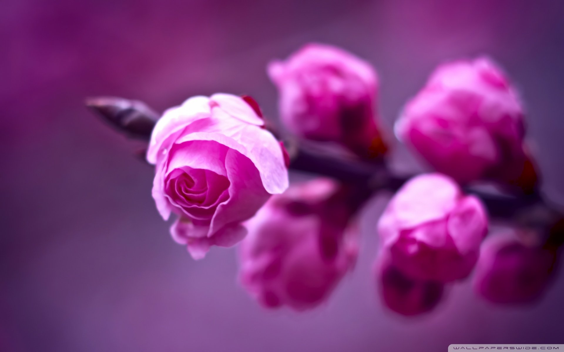 小清新 唯美  娇艳欲滴 花儿 春天 唯美 温暖 温馨一刻  清新淡雅 鸟语花香