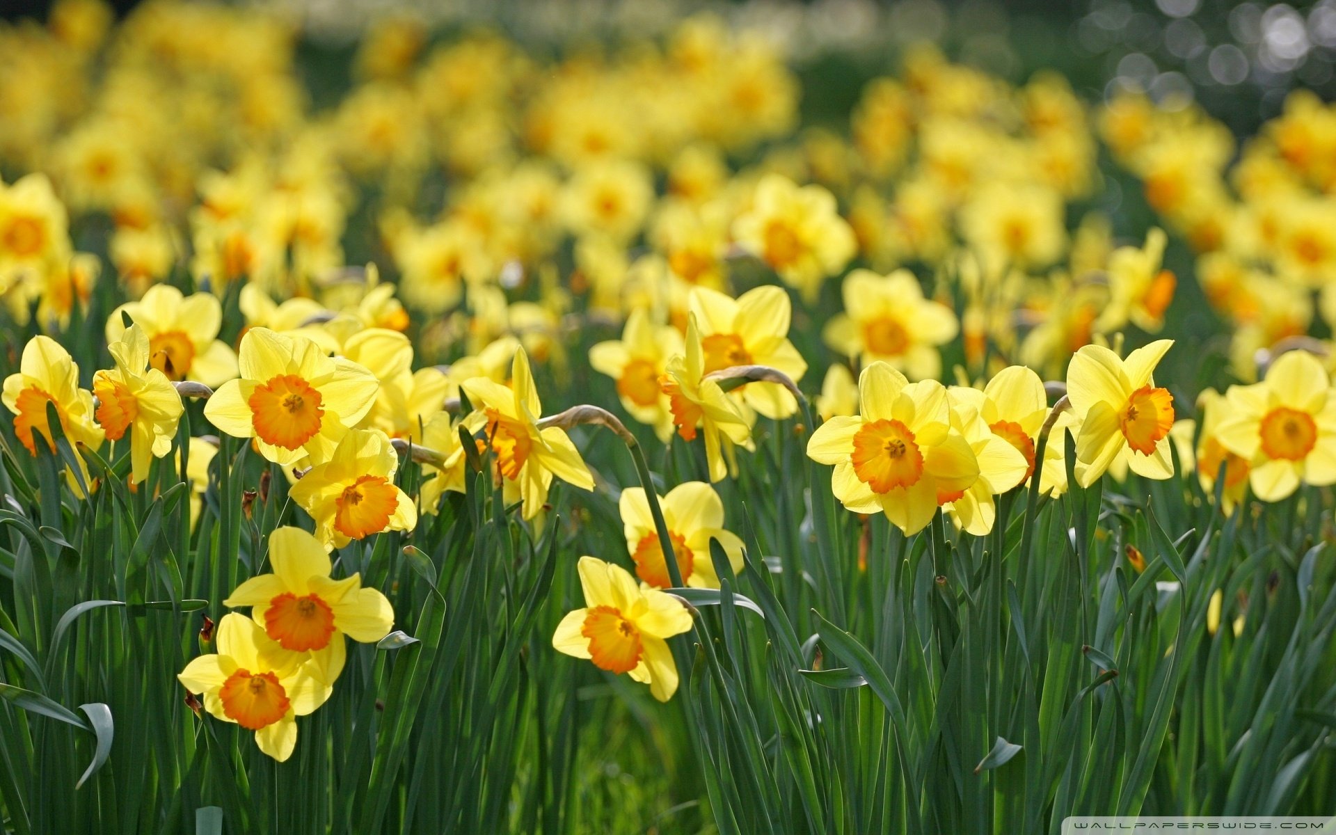 小清新 唯美  娇艳欲滴 花儿 春天 唯美 温暖 温馨一刻  清新淡雅 鸟语花香