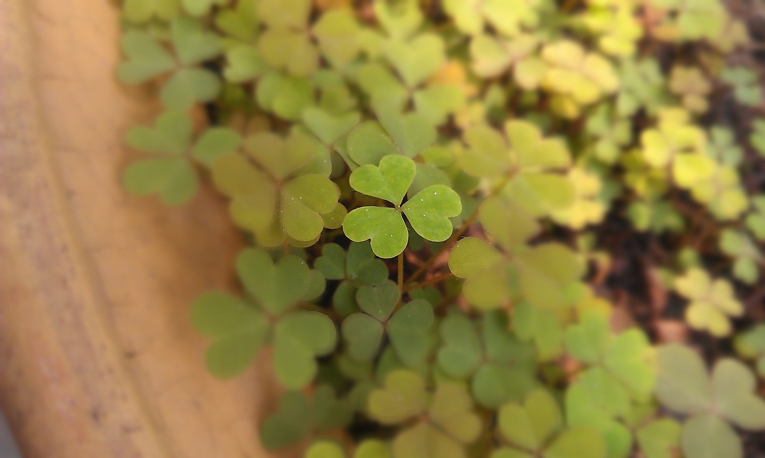 温馨一刻 小清新 风景 绿色养眼 三叶草 幸运草 植物