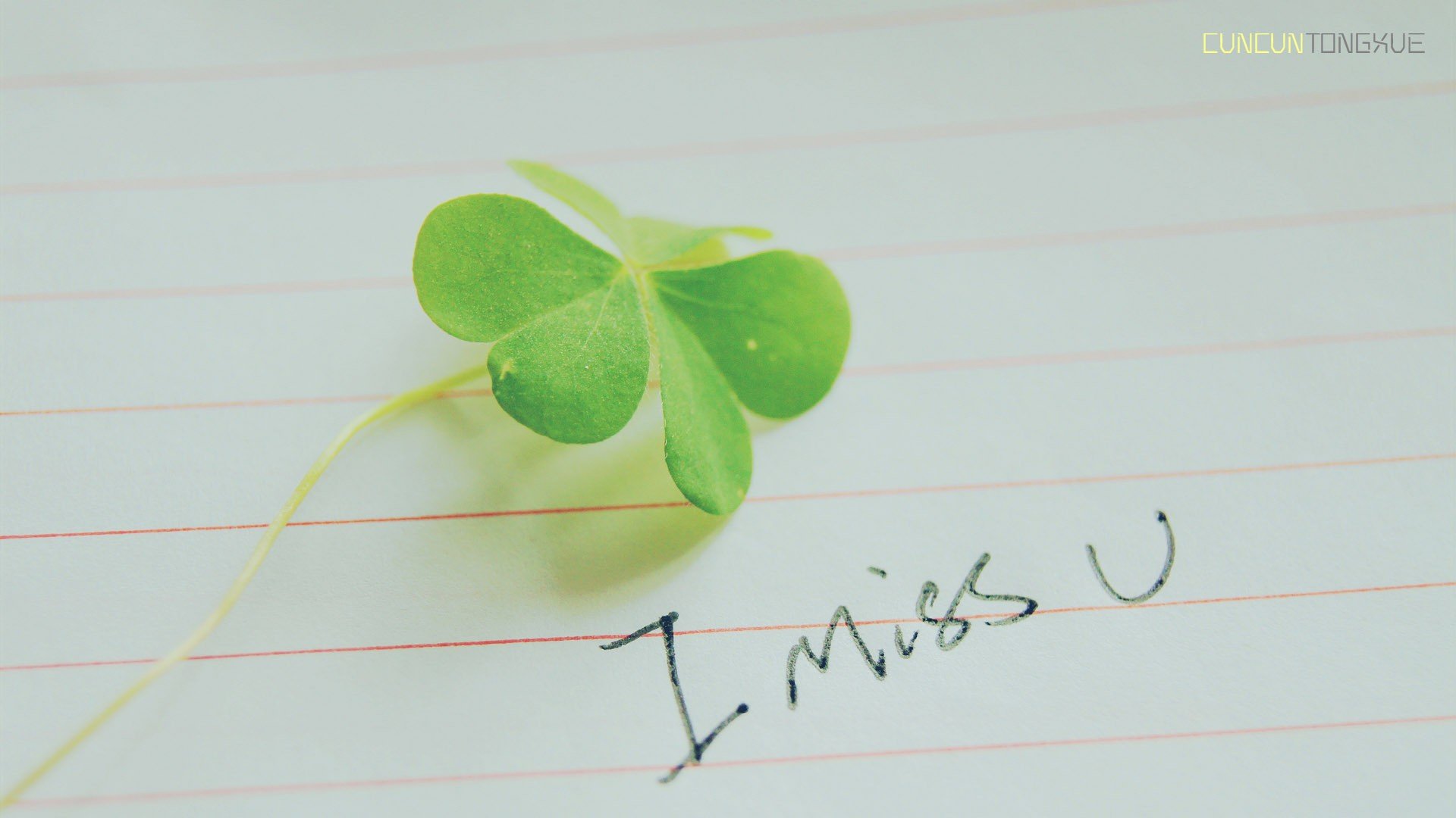 温馨一刻 小清新 风景 绿色养眼 三叶草 幸运草 植物