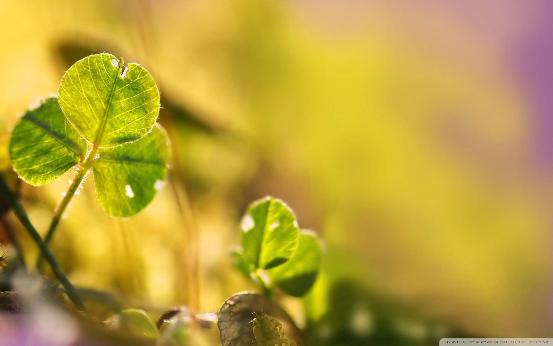 温馨一刻 小清新 风景 绿色养眼 三叶草 幸运草 植物