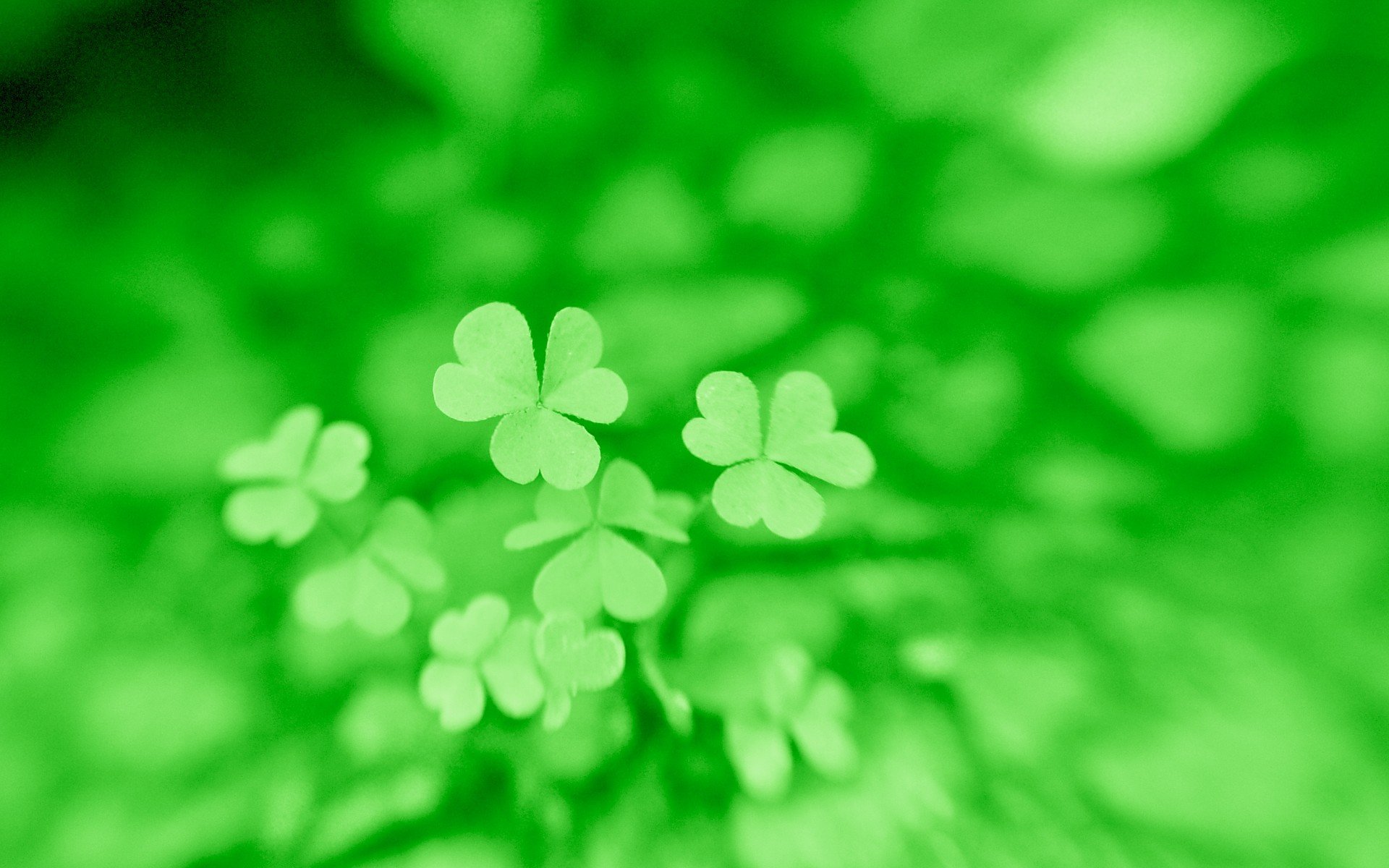 温馨一刻 小清新 风景 绿色养眼 三叶草 幸运草 植物