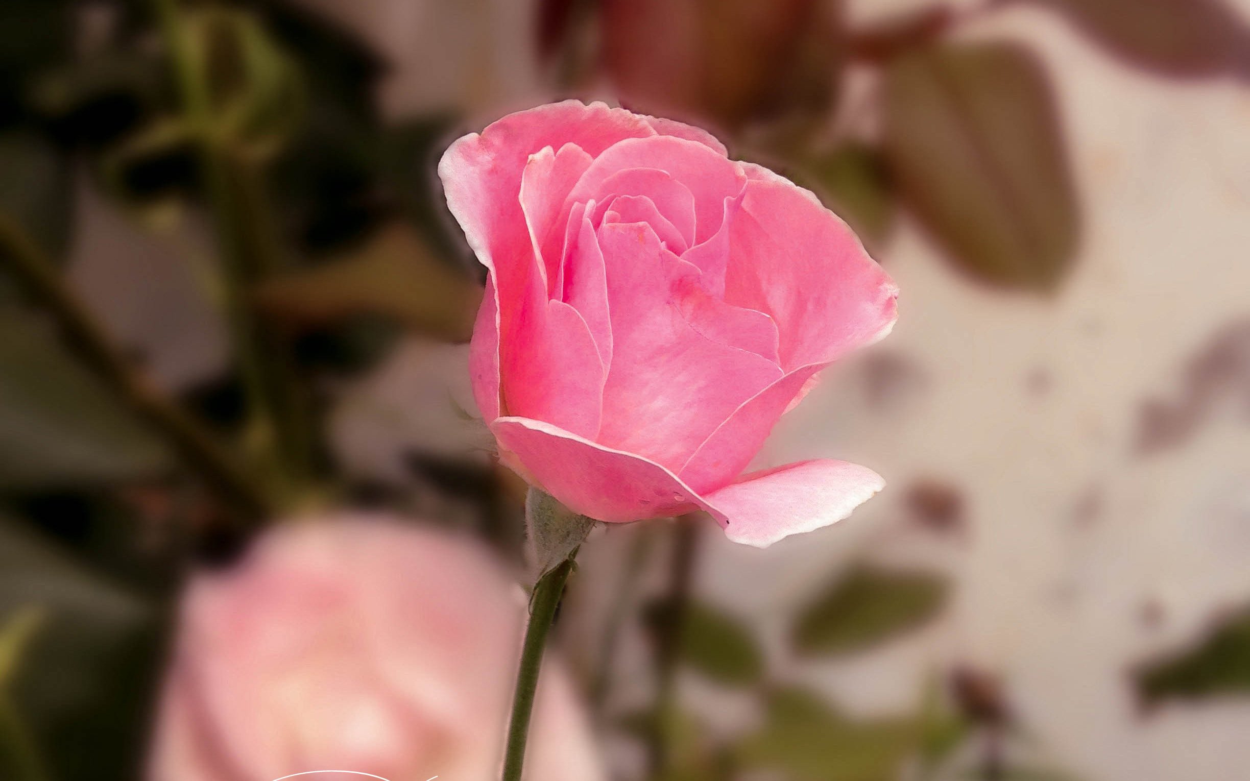 小清新 唯美 温暖 安静