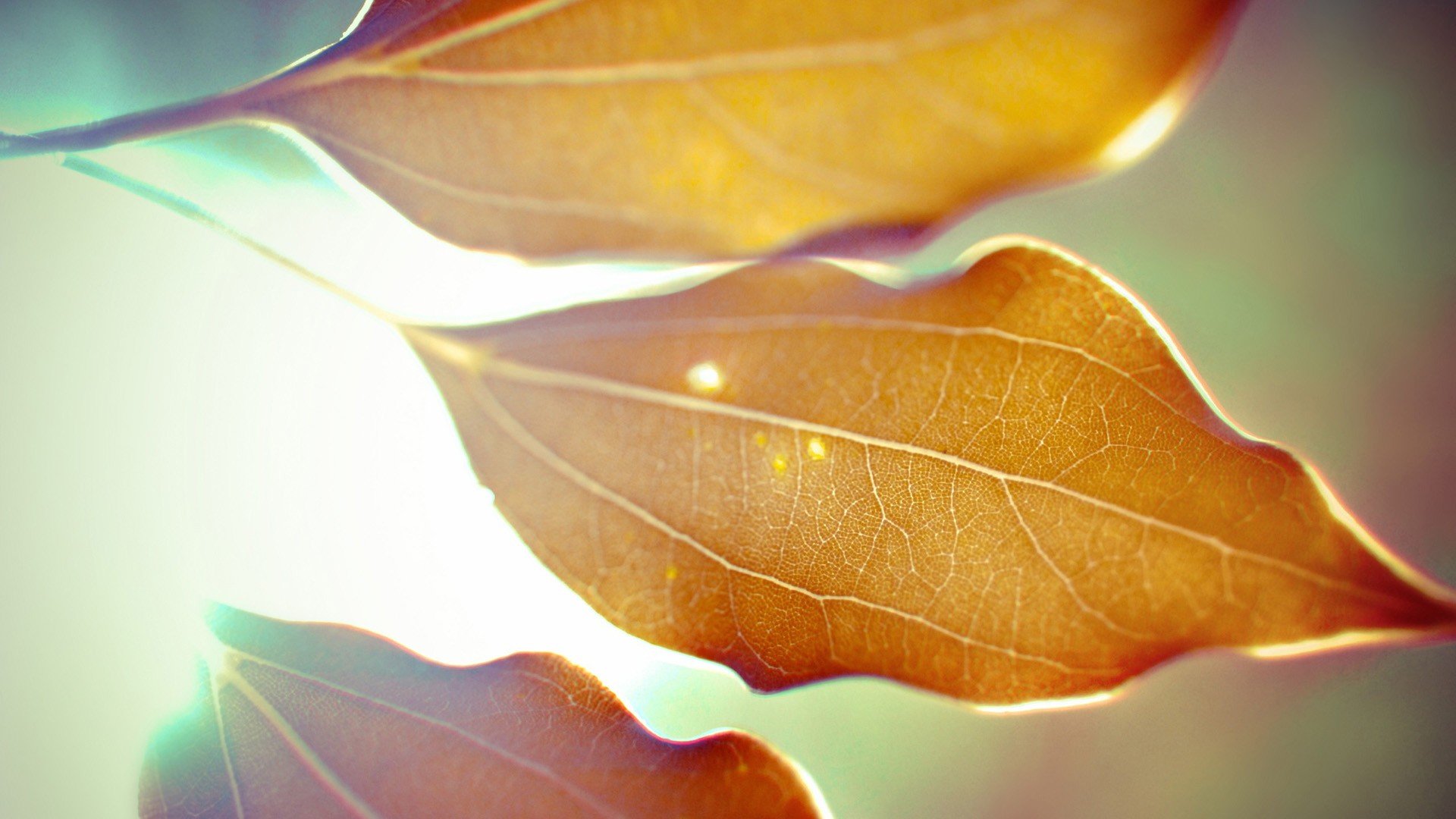 小清新 唯美 温暖 安静