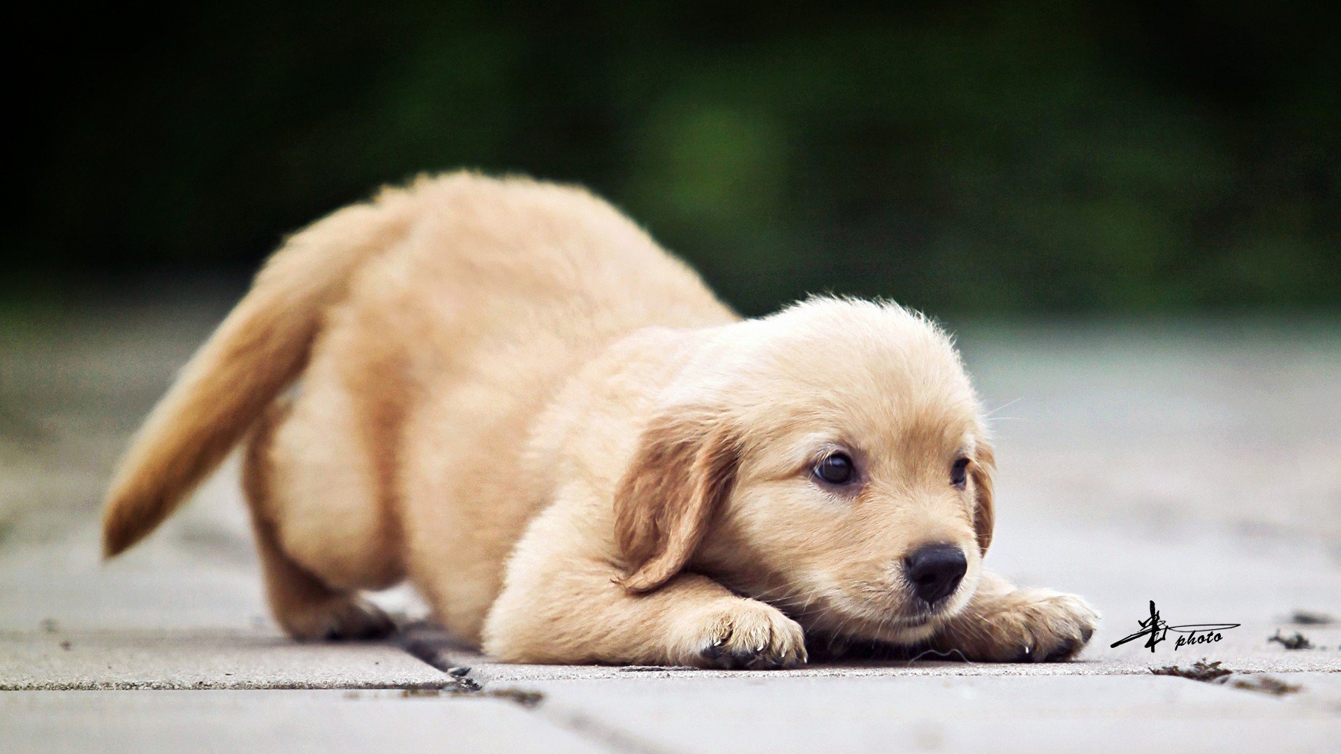萌宠 动物 萌 可爱 宠物 古灵精怪 卖萌图 狗  汪星人