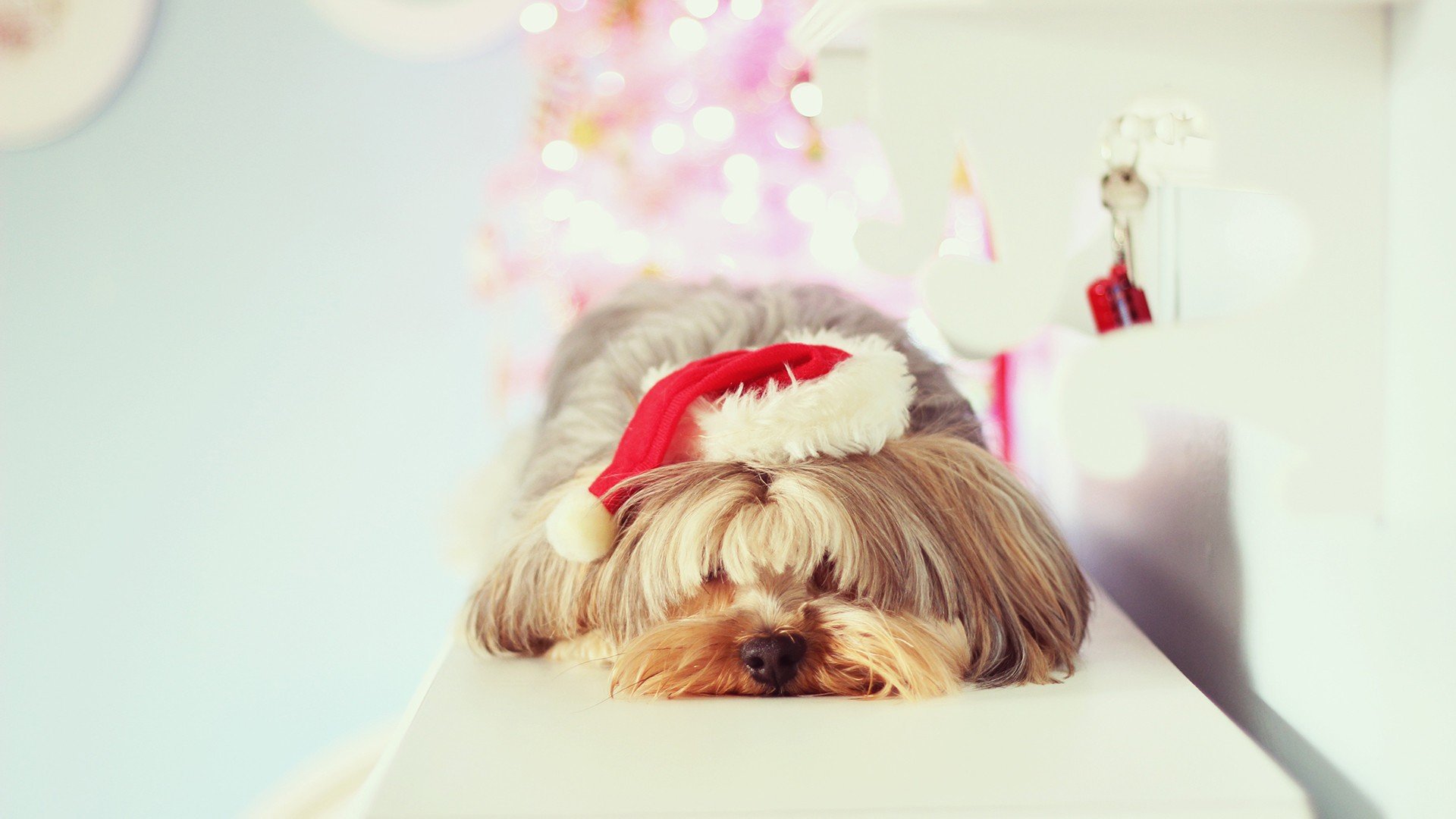 萌宠 动物 萌 可爱 宠物 古灵精怪 卖萌图 狗  汪星人