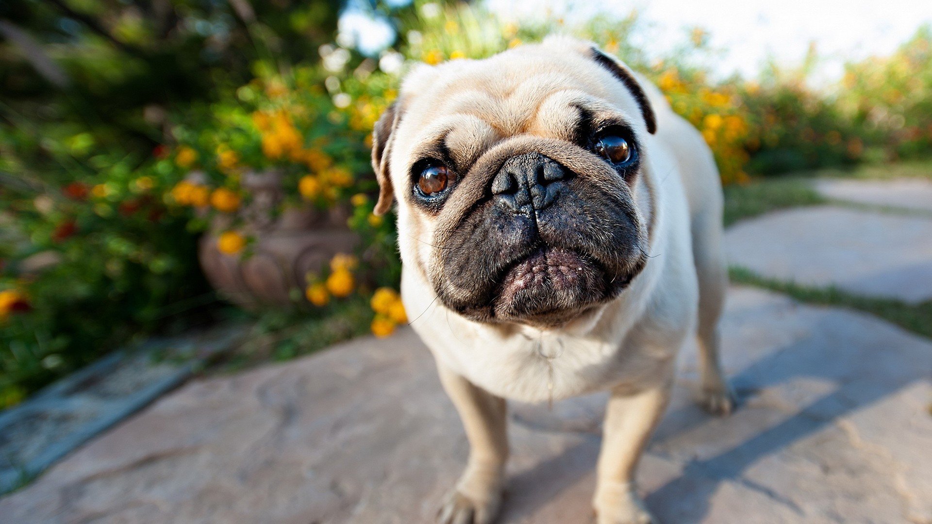 萌宠 动物 萌 可爱 宠物 古灵精怪 卖萌图 狗  汪星人