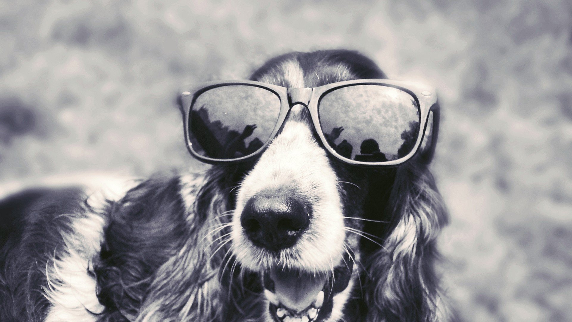 萌宠 动物 萌 可爱 宠物 古灵精怪 卖萌图 狗  汪星人