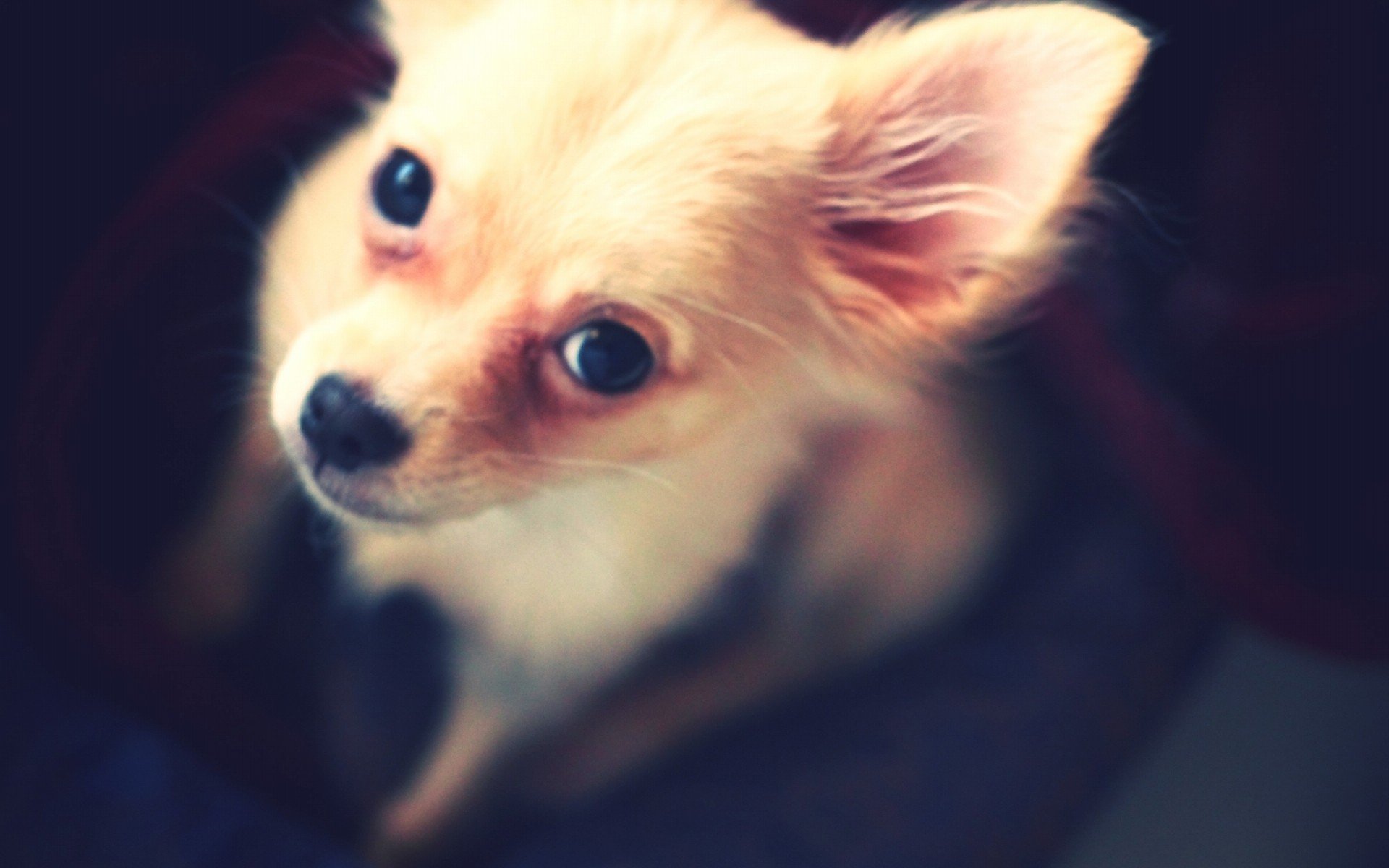 萌宠 动物 萌 可爱 宠物 古灵精怪 卖萌图 狗  汪星人