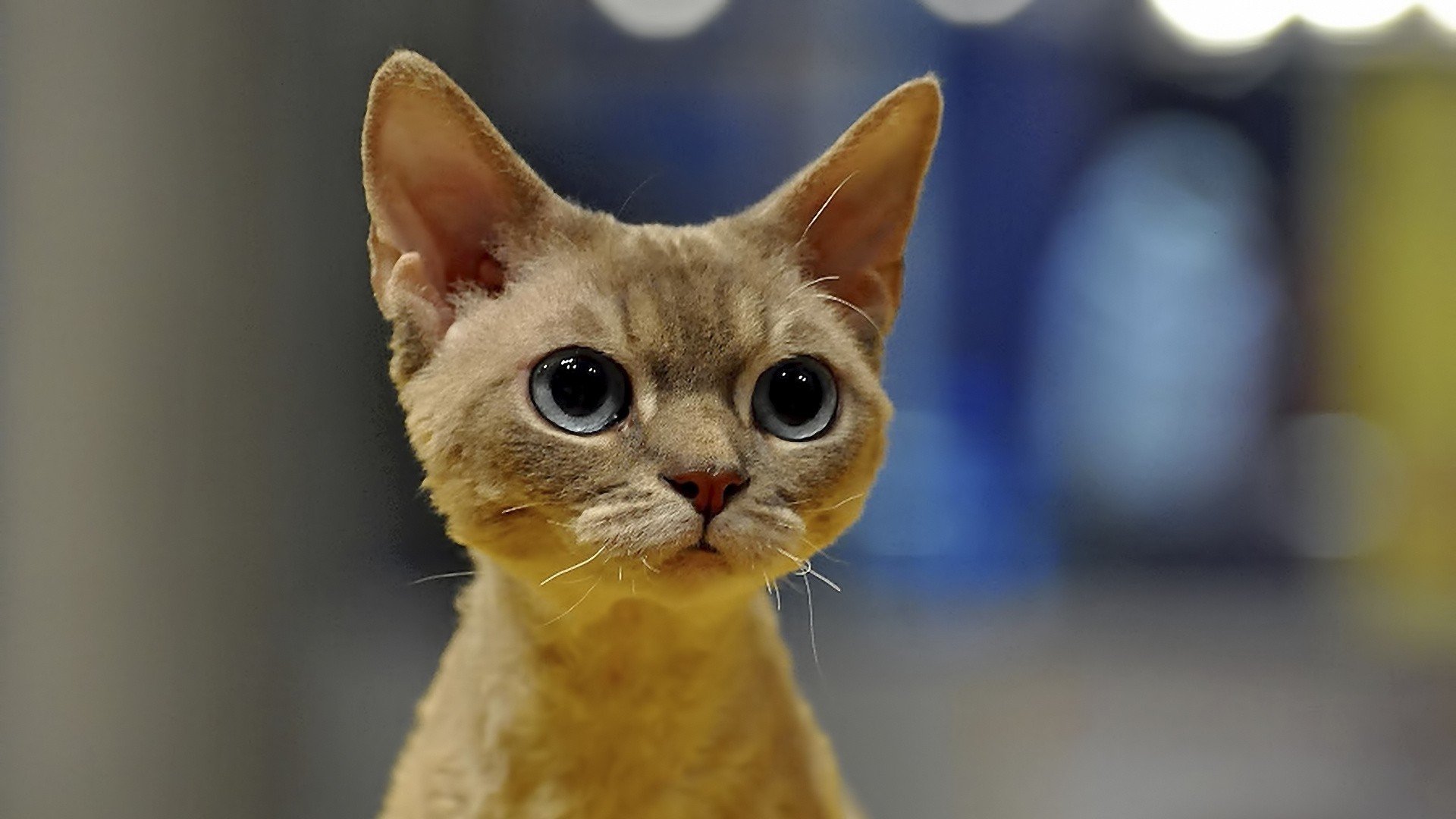 萌宠 动物 萌 可爱 宠物 古灵精怪 卖萌图 猫  喵星人