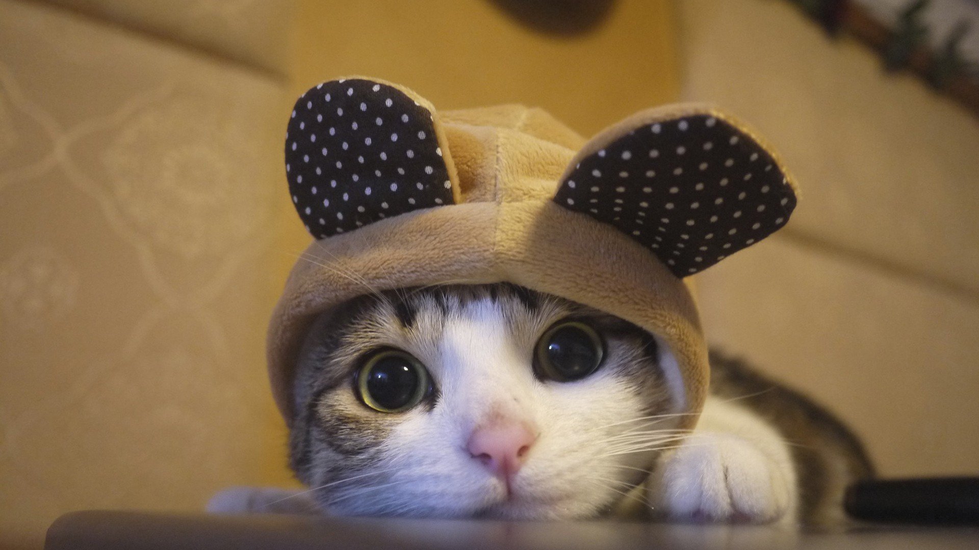 萌宠 动物 萌 可爱 宠物 古灵精怪 卖萌图 猫  喵星人