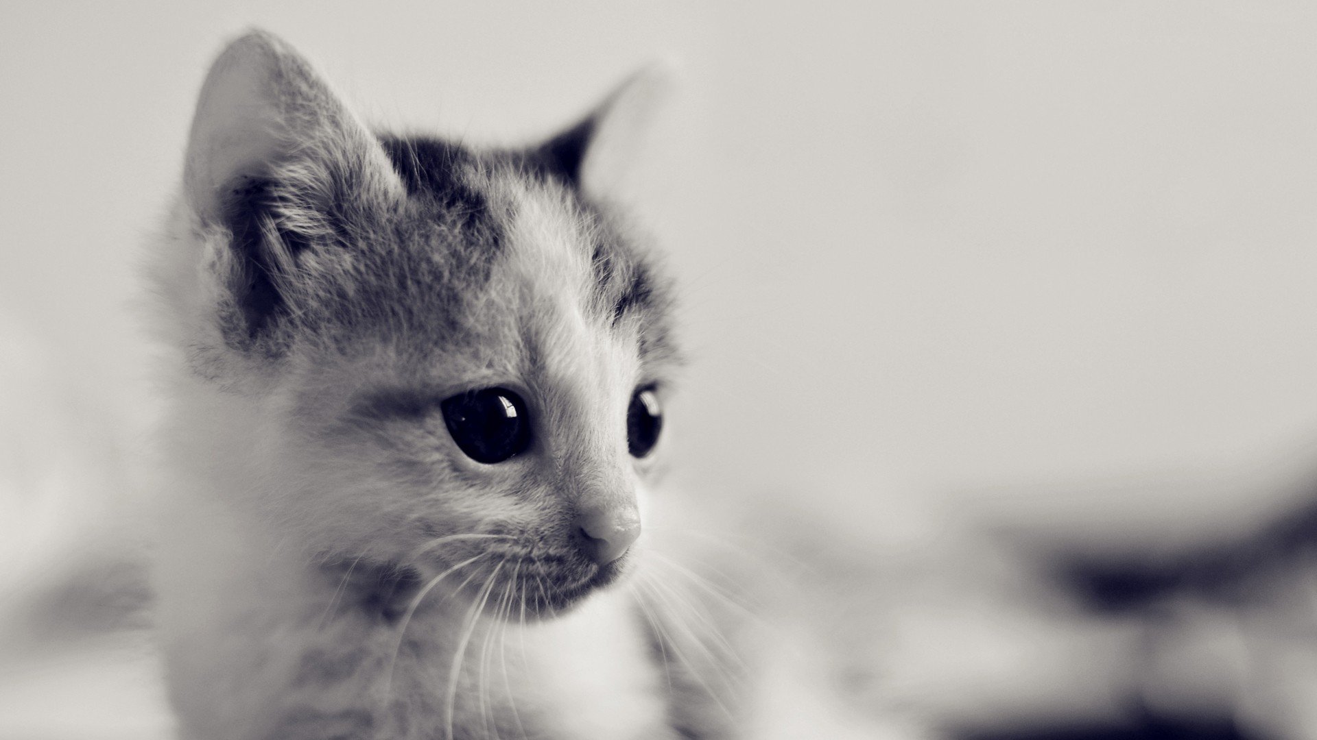 萌宠 动物 萌 可爱 宠物 古灵精怪 卖萌图 猫  喵星人