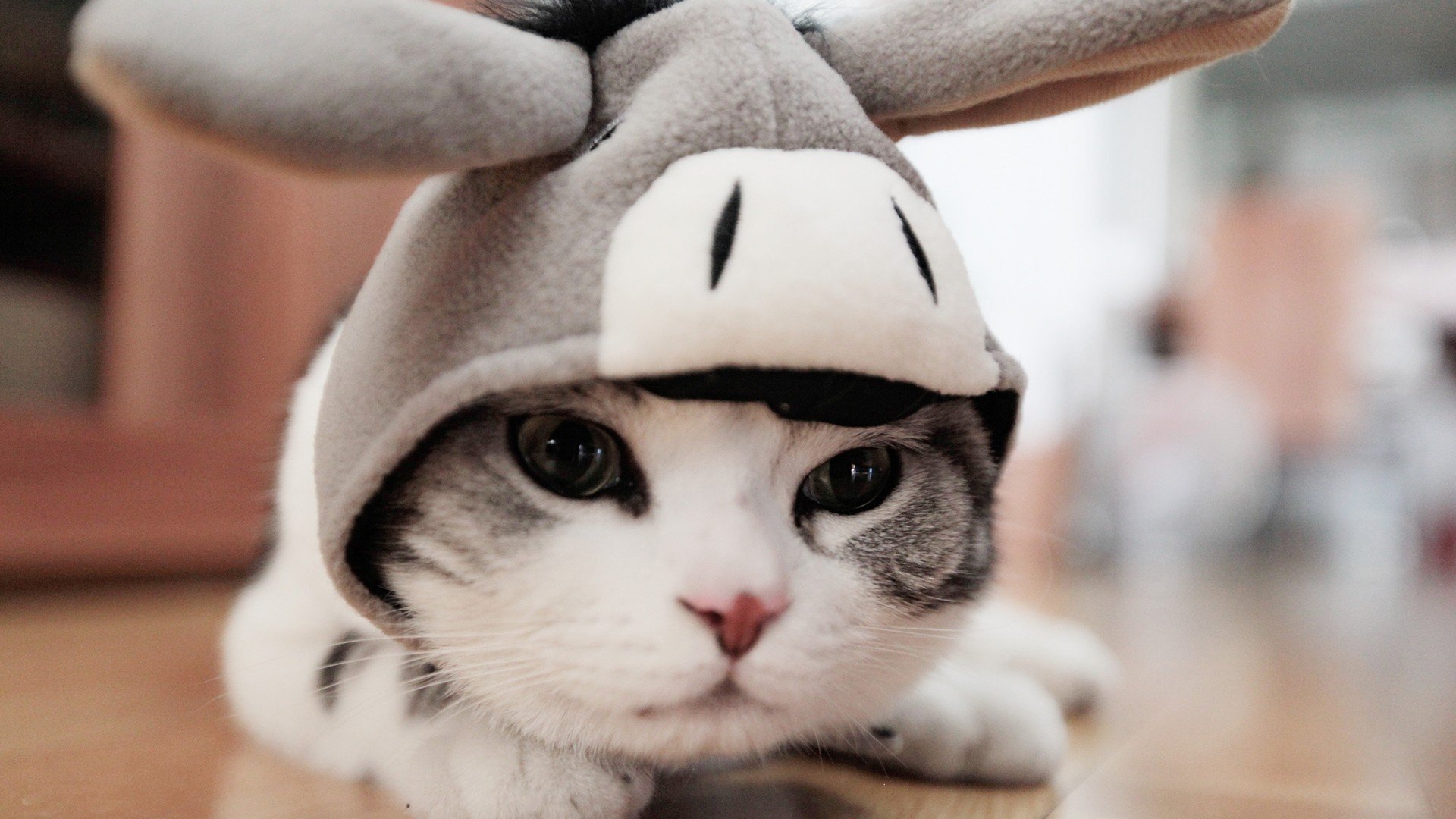 萌宠 动物 萌 可爱 宠物 古灵精怪 卖萌图 猫  喵星人