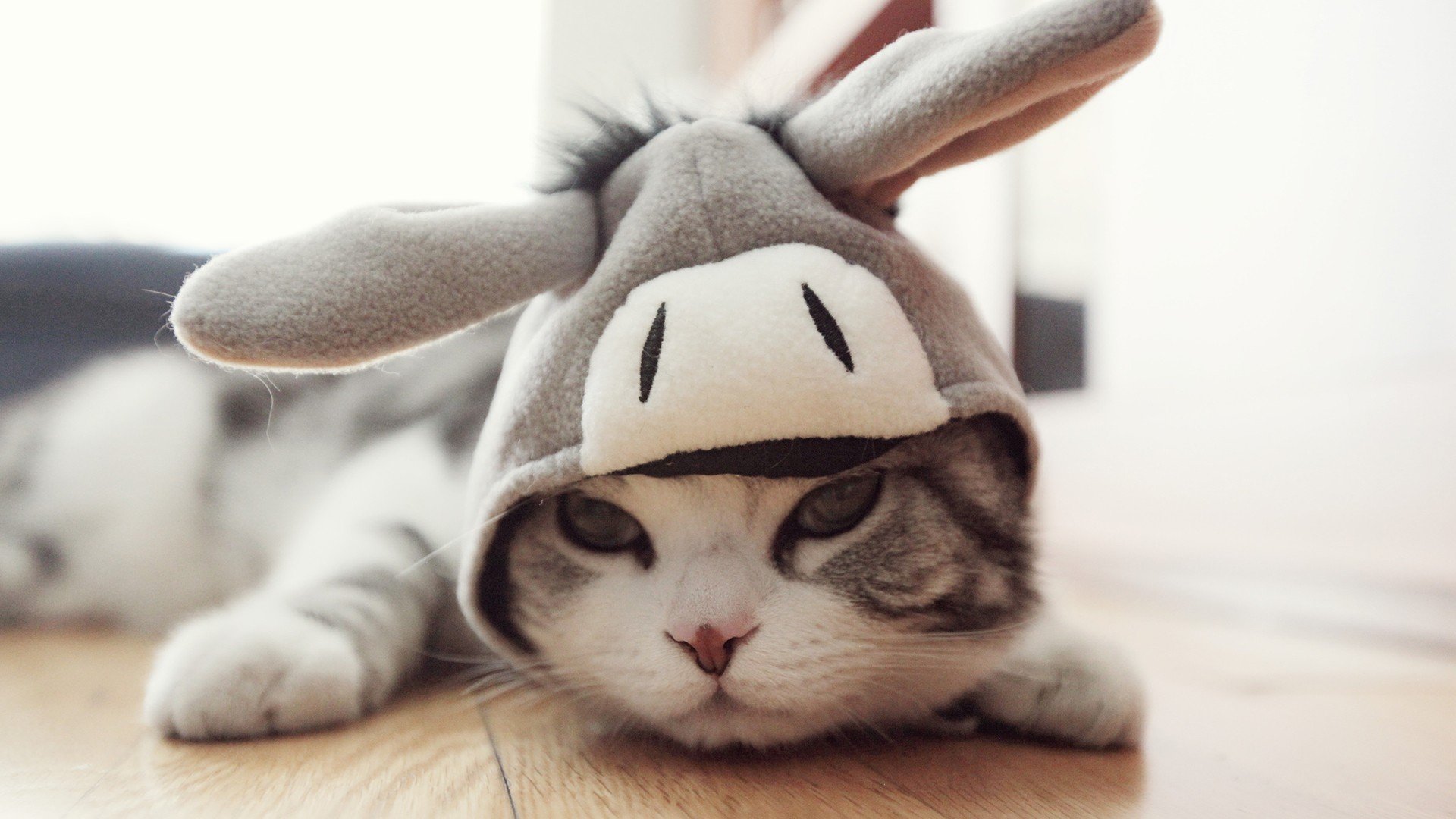 萌宠 动物 萌 可爱 宠物 古灵精怪 卖萌图 猫  喵星人