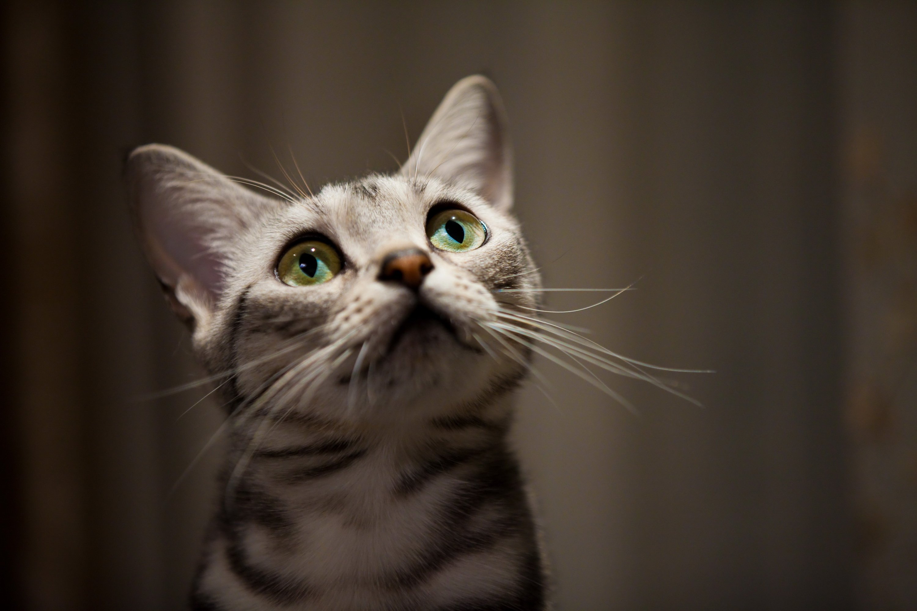 萌宠 动物 萌 可爱 宠物 古灵精怪 卖萌图 猫  喵星人