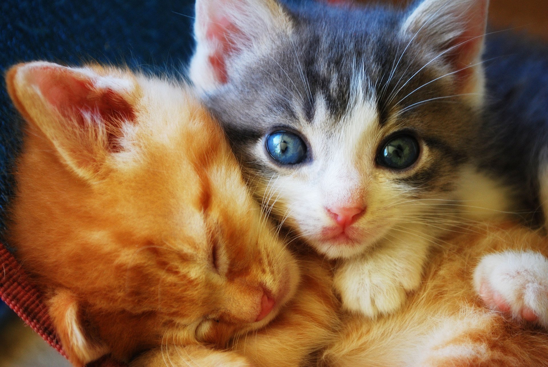 萌宠 动物 萌 可爱 宠物 古灵精怪 卖萌图 猫  喵星人