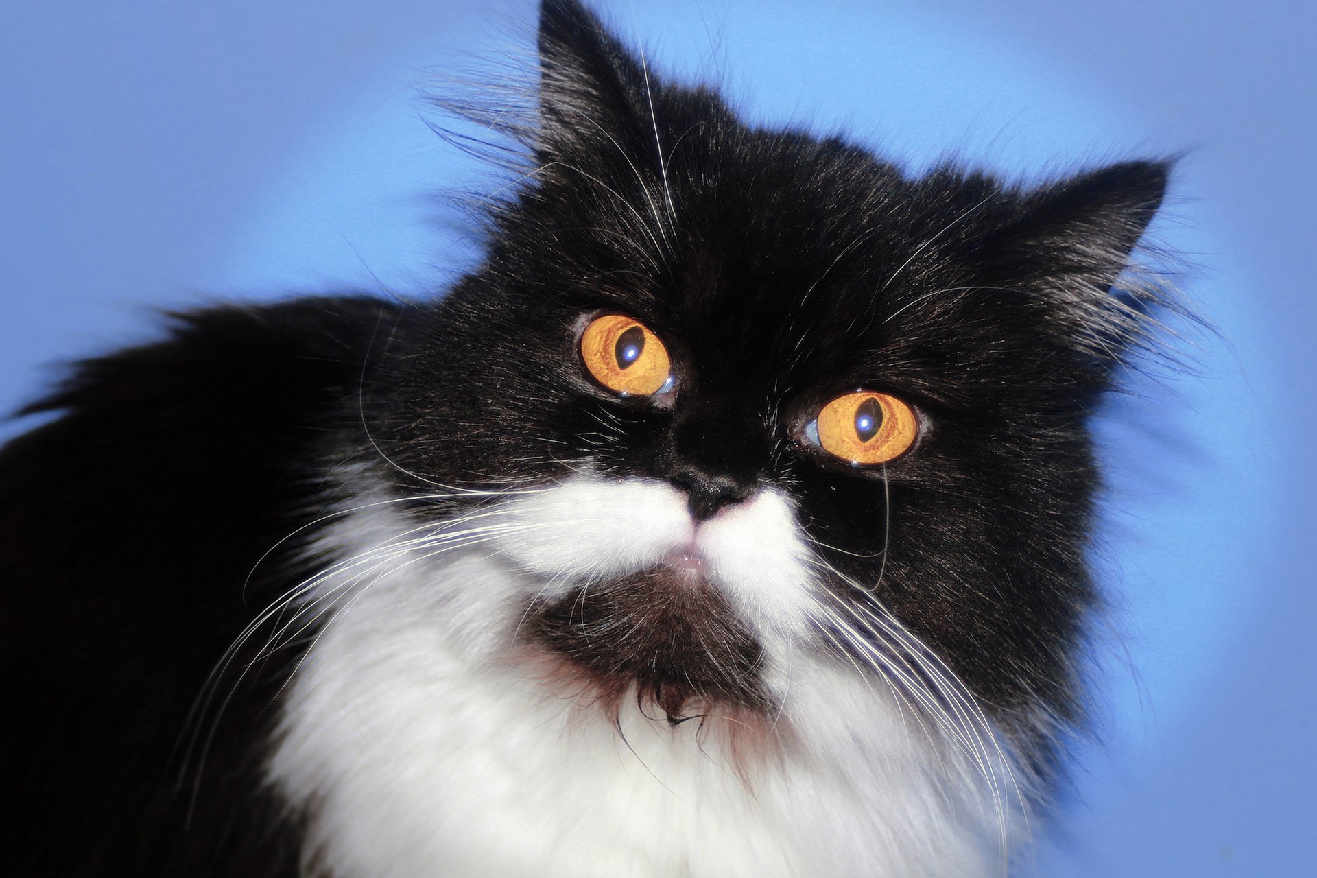 萌宠 动物 萌 可爱 宠物 古灵精怪 卖萌图 猫  喵星人