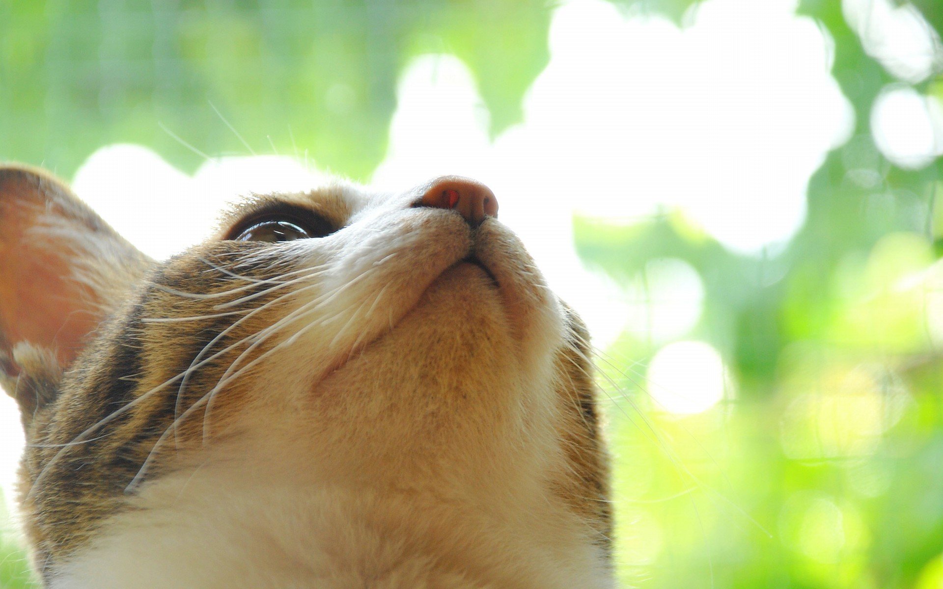 萌宠 动物 萌 可爱 宠物 古灵精怪 卖萌图 猫  喵星人