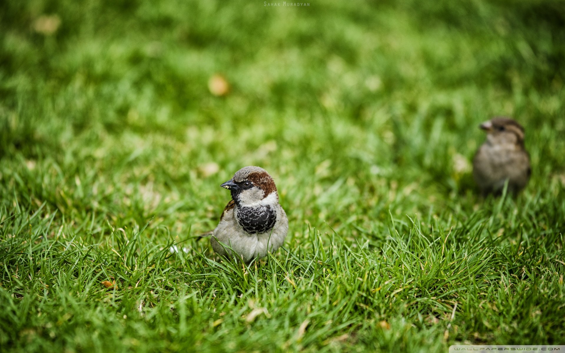 动物 野生动物 大自然 鸟