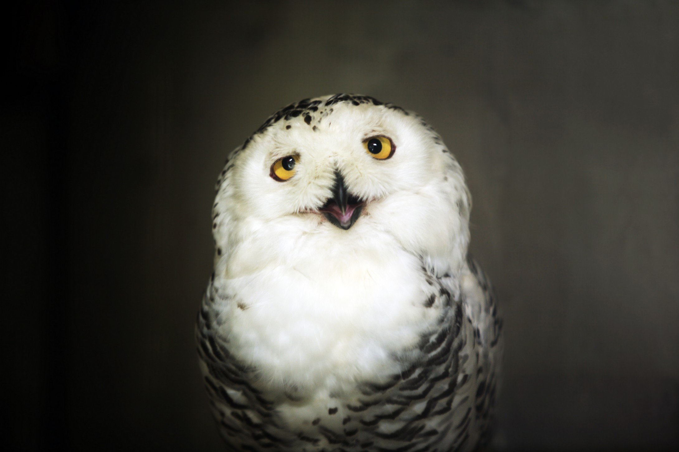 动物 野生动物 大自然 猫头鹰 卖萌图