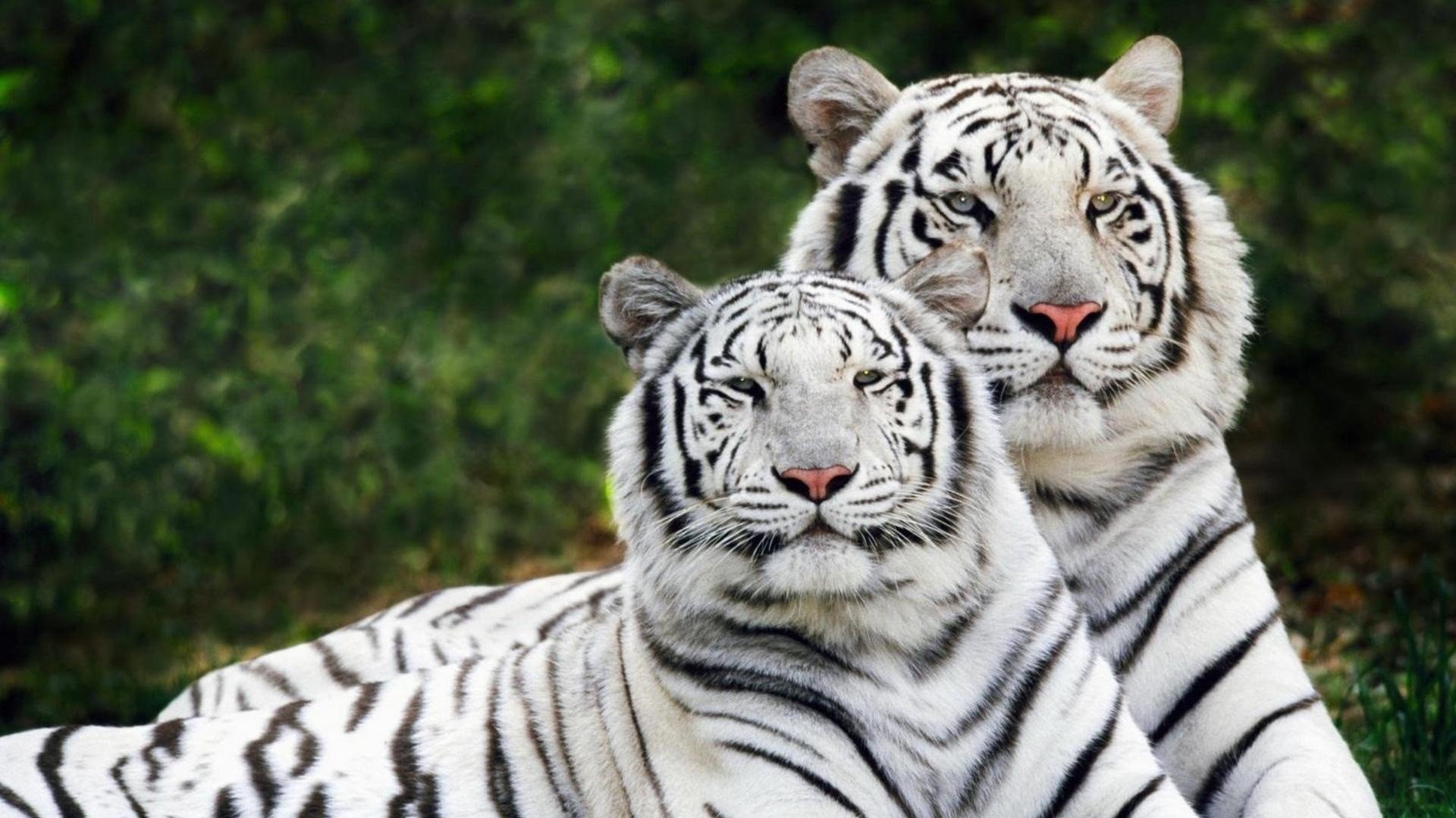 动物 野生动物 大自然 老虎