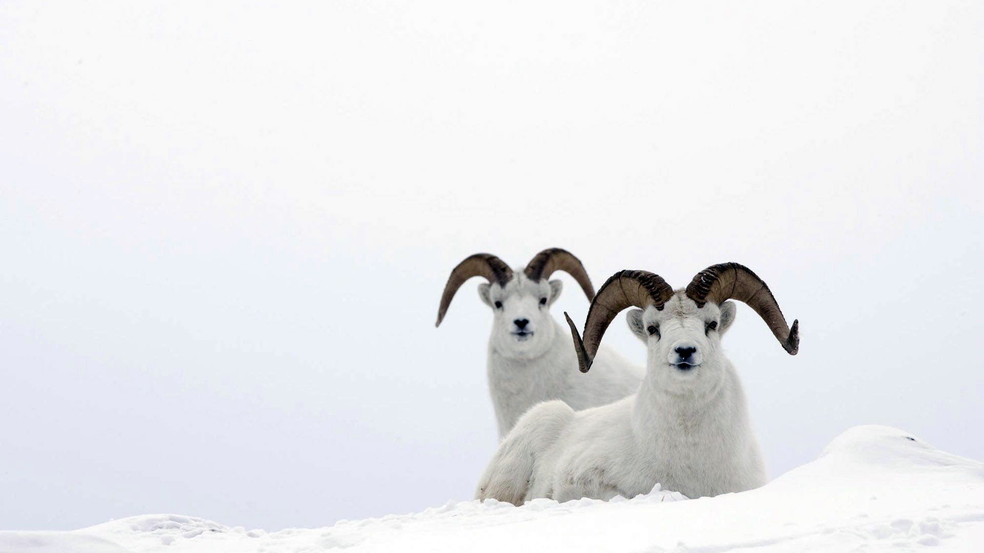 动物 野生动物 大自然 羚羊 极地物种