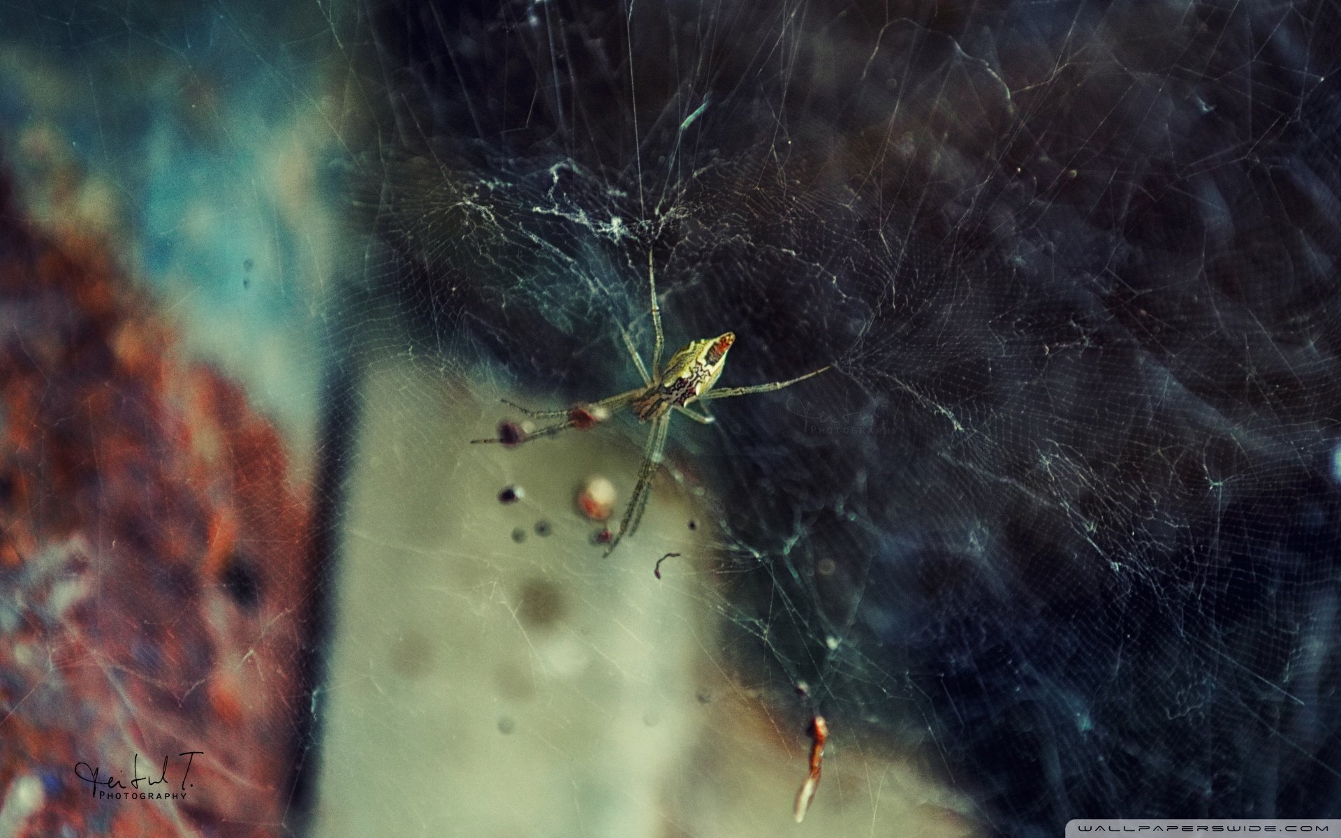 动物 野生动物 大自然 蜘蛛