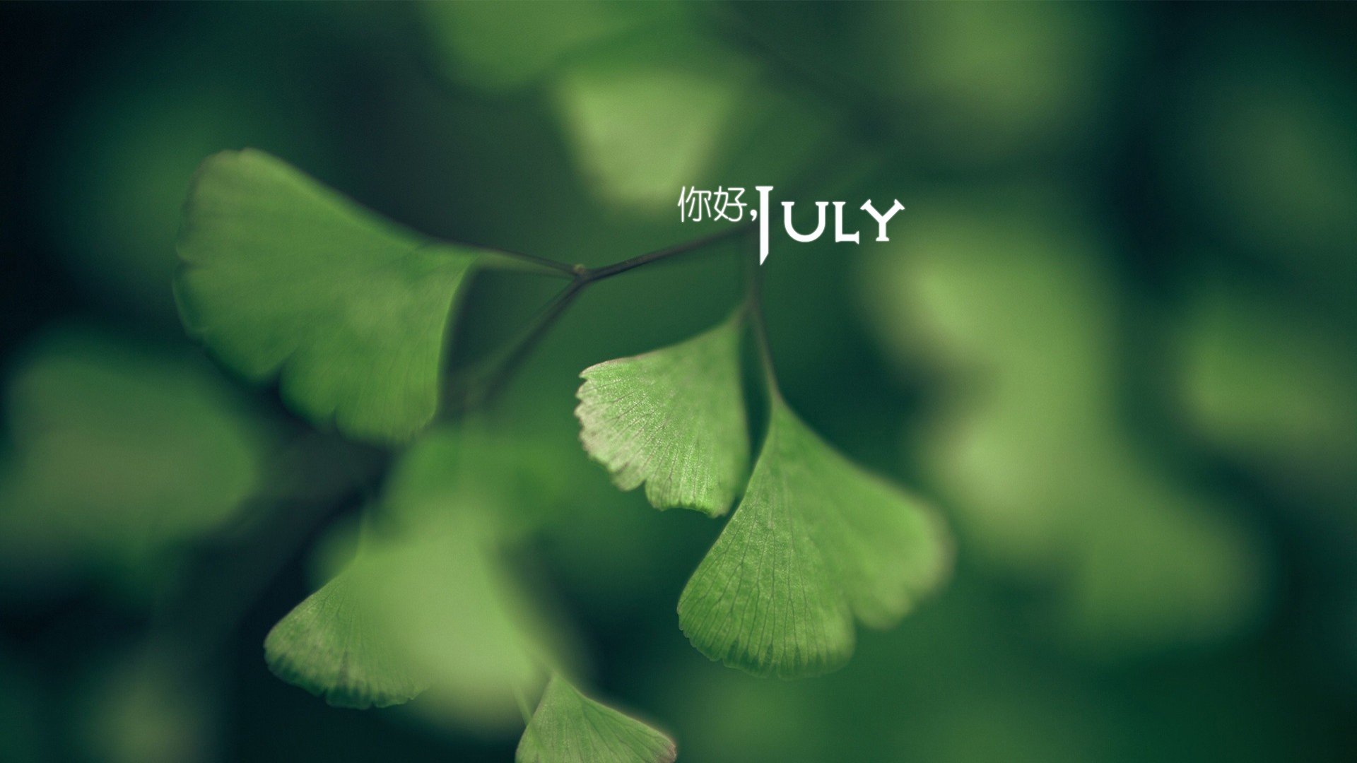 小清新 温暖 安静 七月 你好