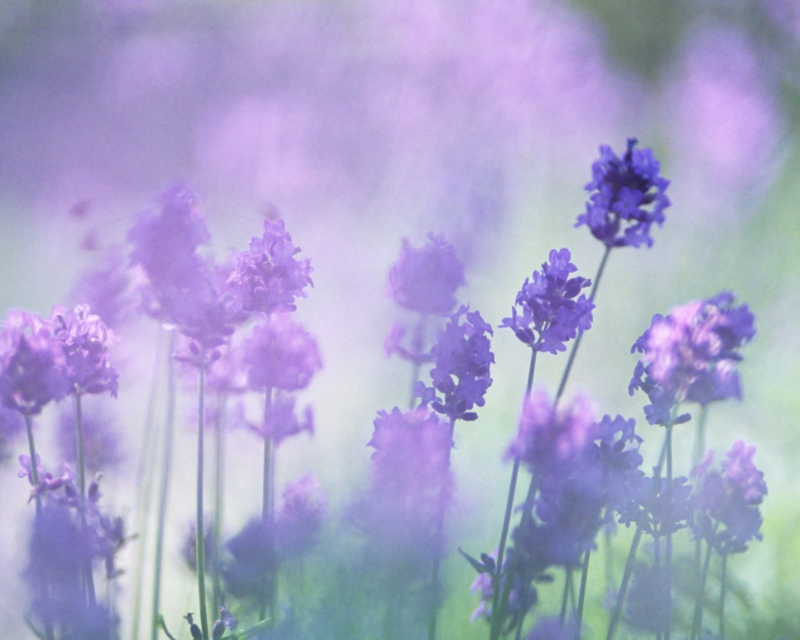 小清新 唯美 薰衣草 风景 植物 等待爱情 紫色